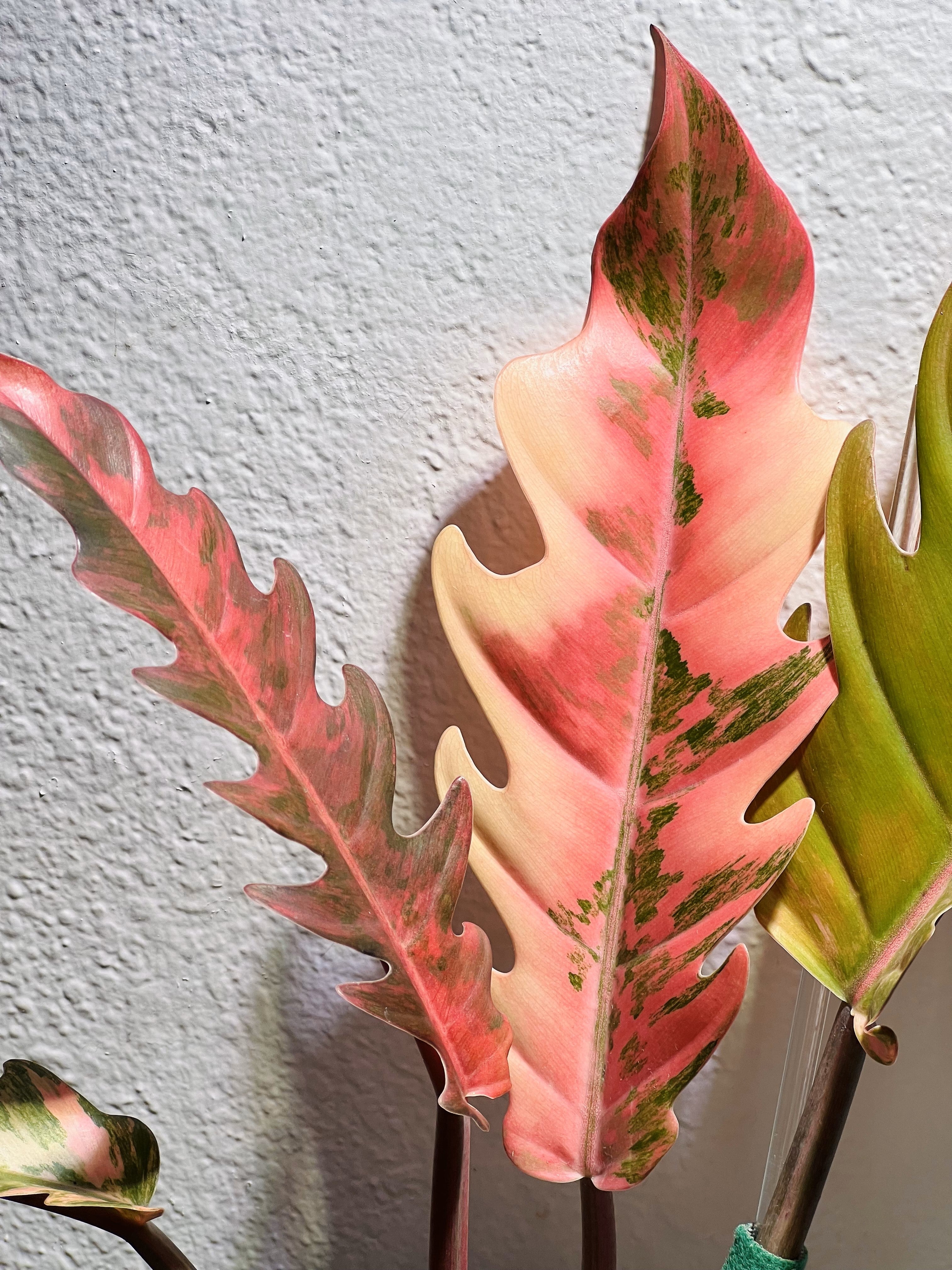Philodendron  tagged "pedatum"  All Plants Variegated