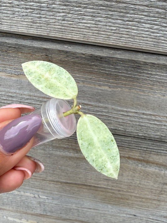 Hoya Winter Pandora Cutting (grower’s choice)