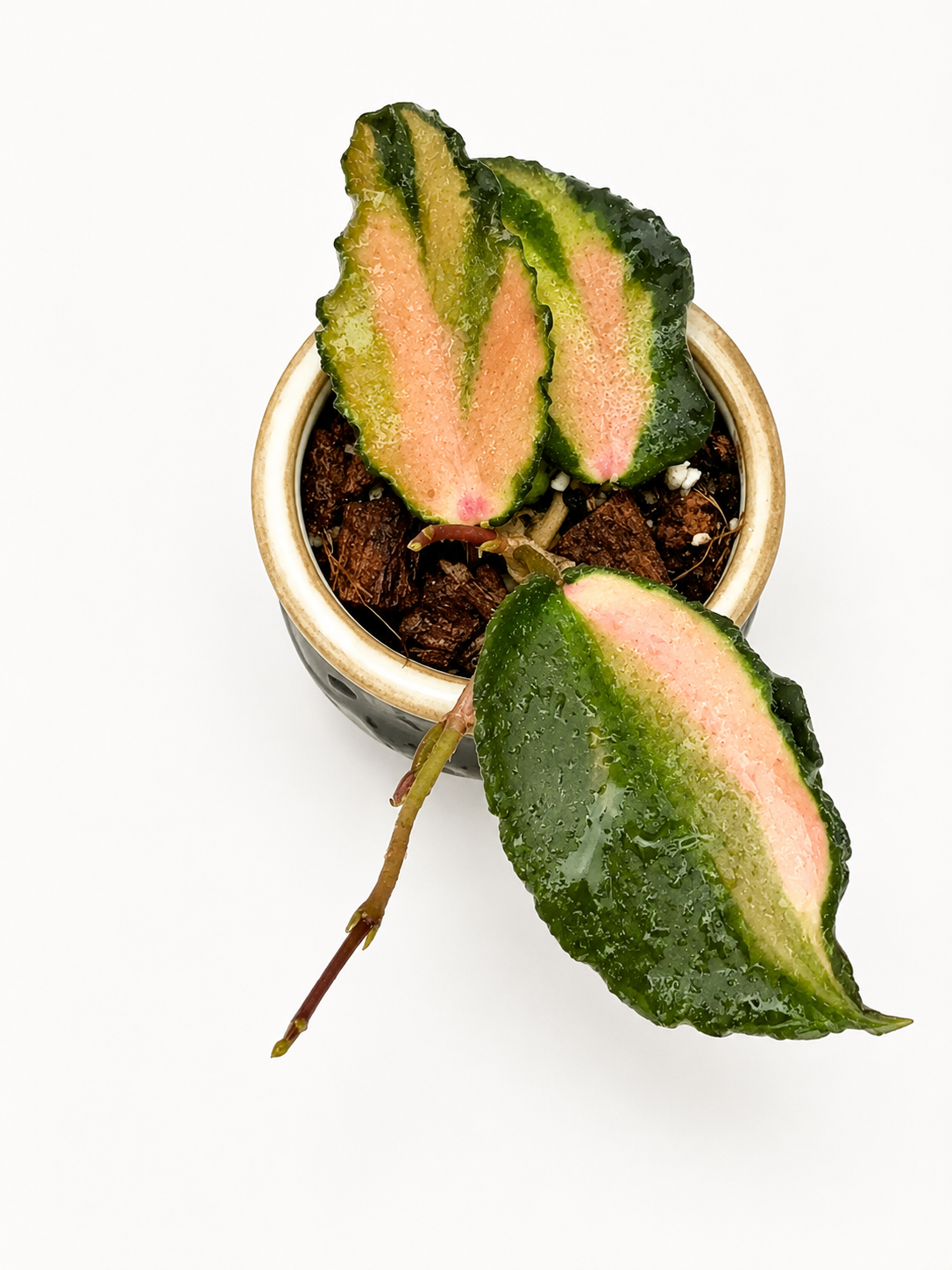 Hoya Caudata Variegated