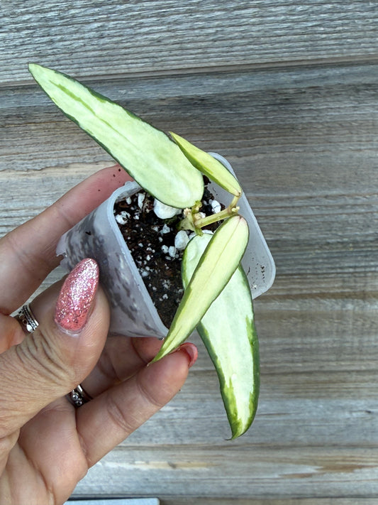 RARE Hoya Burmanica Variegated