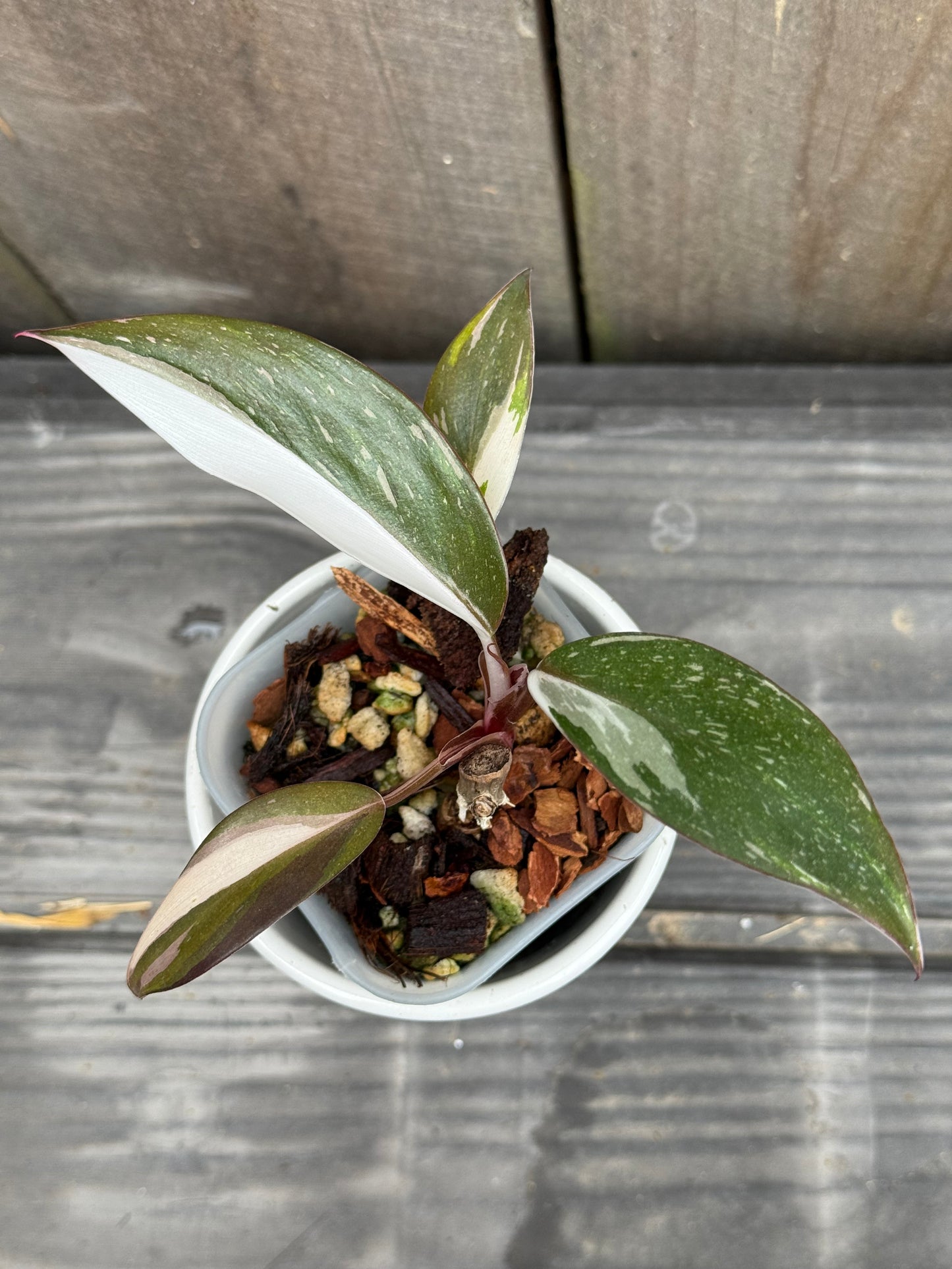 Philodendron Red Anderson