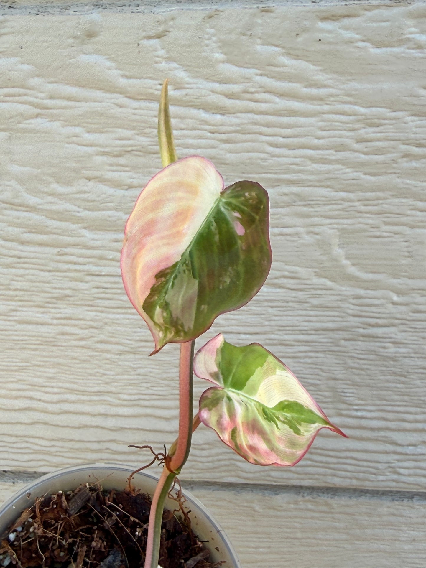 Philodendron Variegated Micans