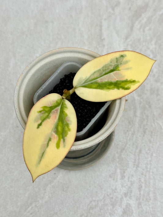 Hoya Emerald Frost