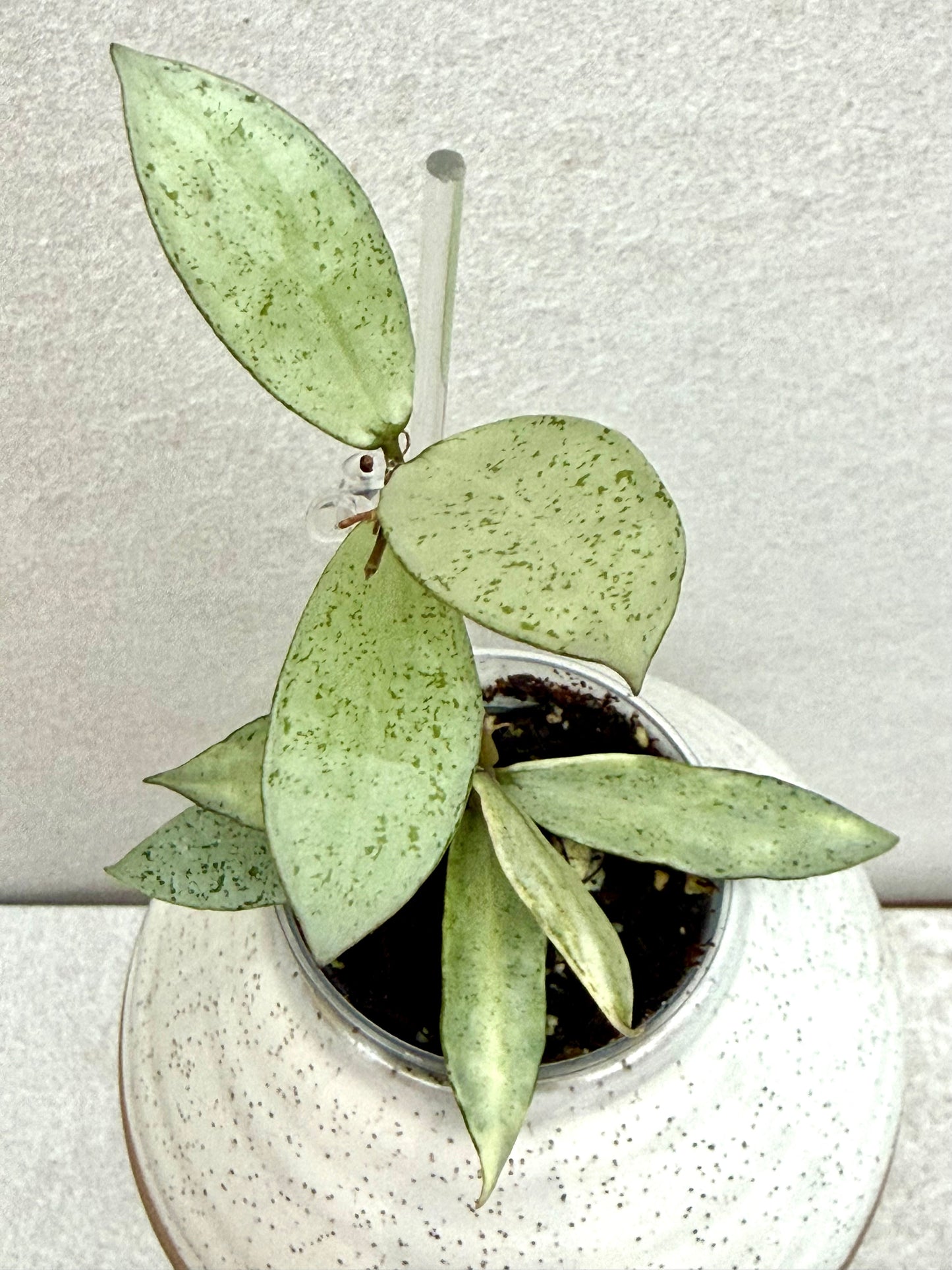 RARE Hoya Winter Pandora