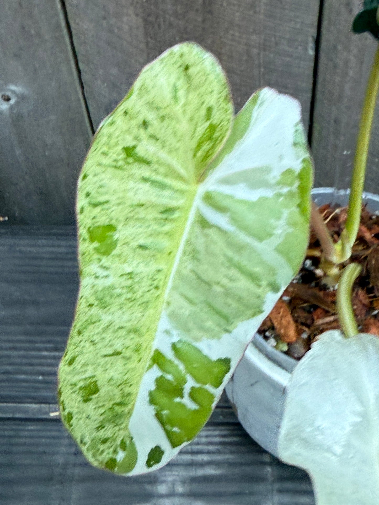 Philodendron Paraiso Albo