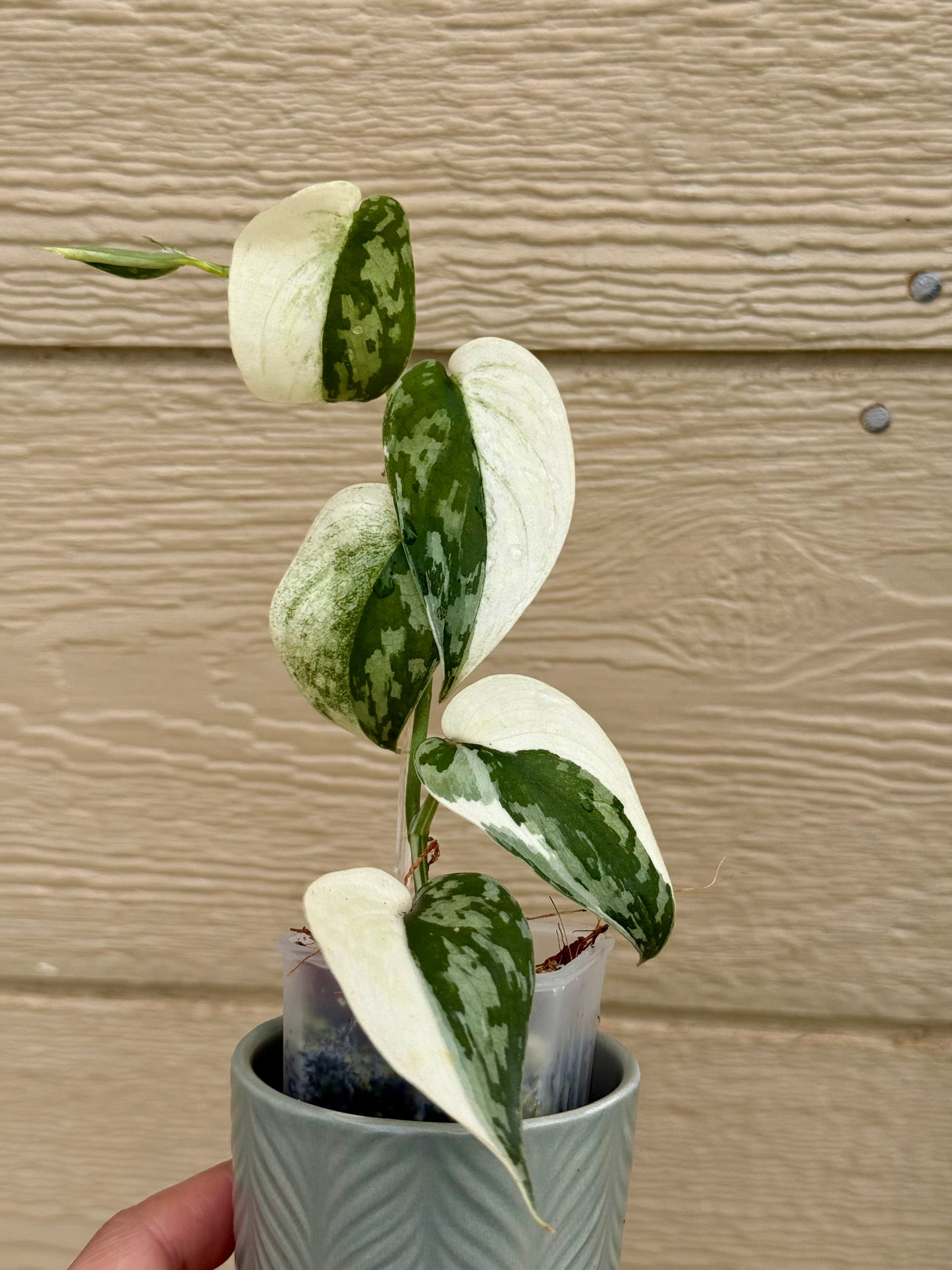 Scindapsus Mayari Variegated