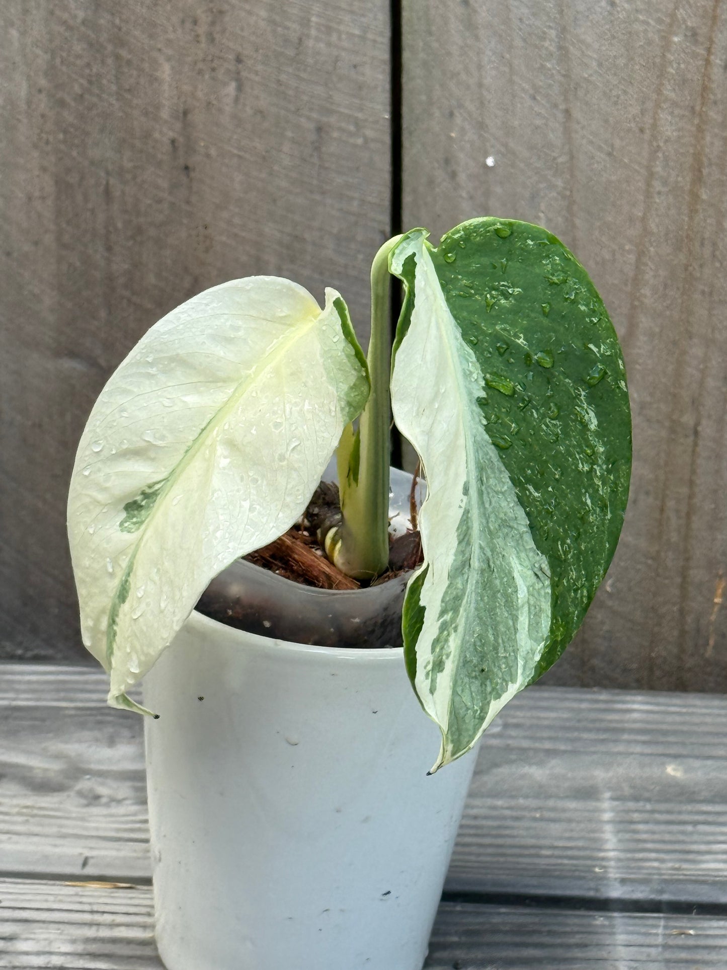 Monstera Albo High Variegation