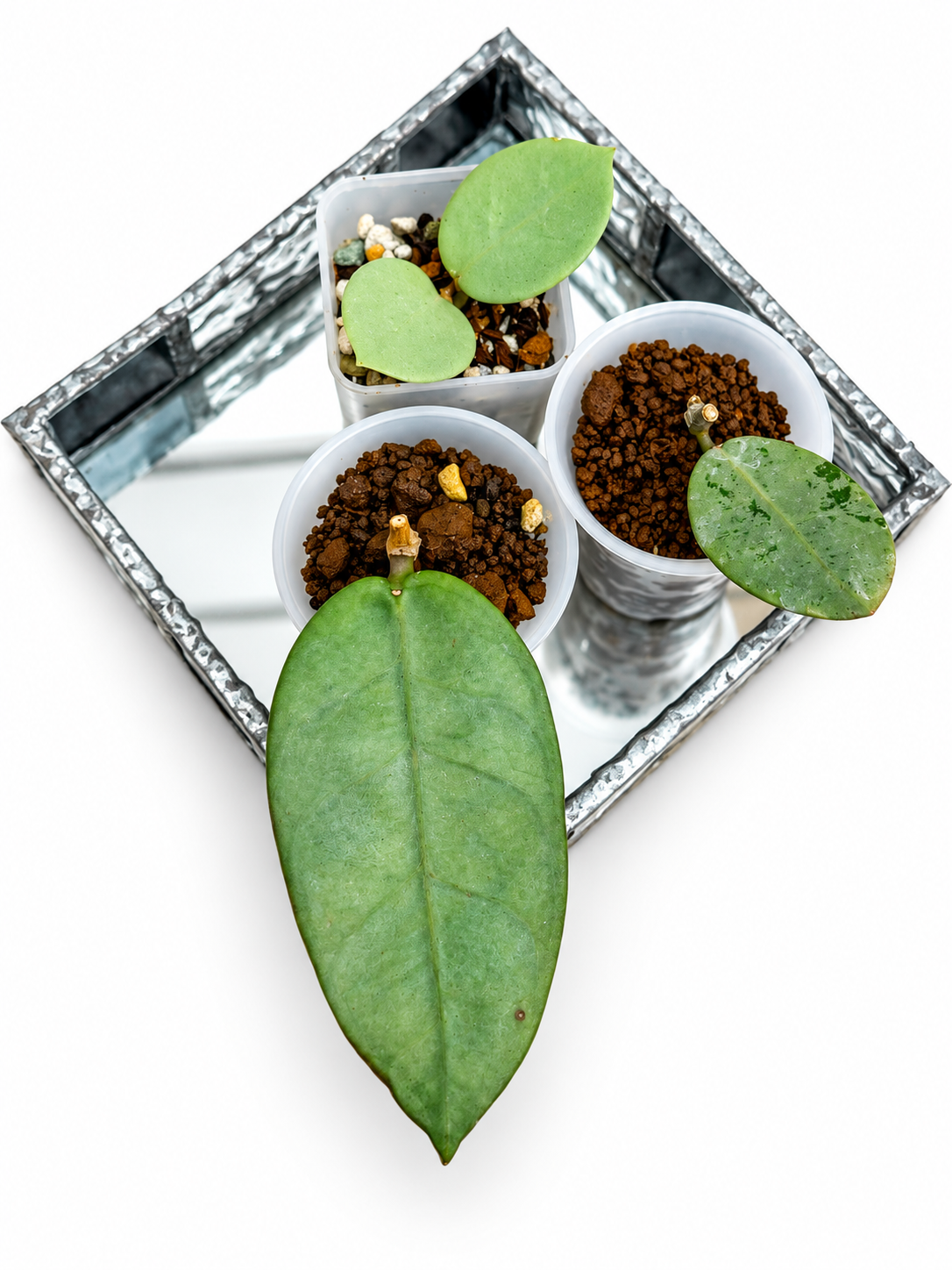 Hoya Lai Chau Silver, Hoya Grey Fairy & Hoya elliptica Silver – Rare 3-Plant Rooted Combo
