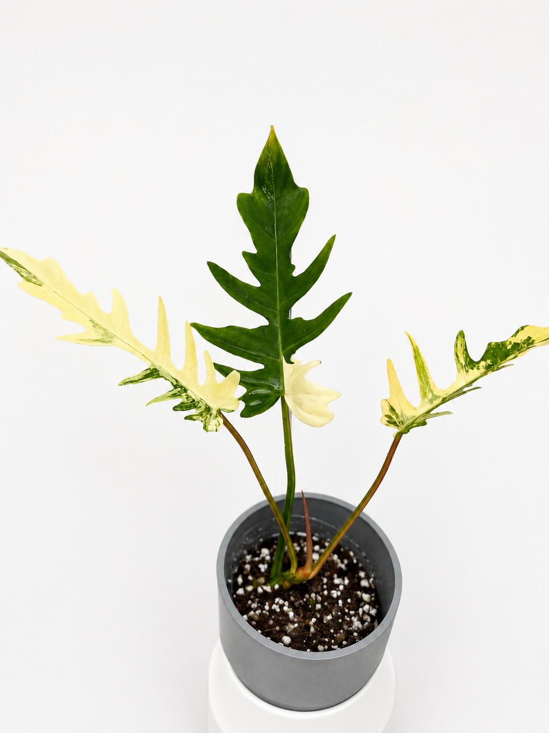 Philodendron Florida Beauty x Tortum