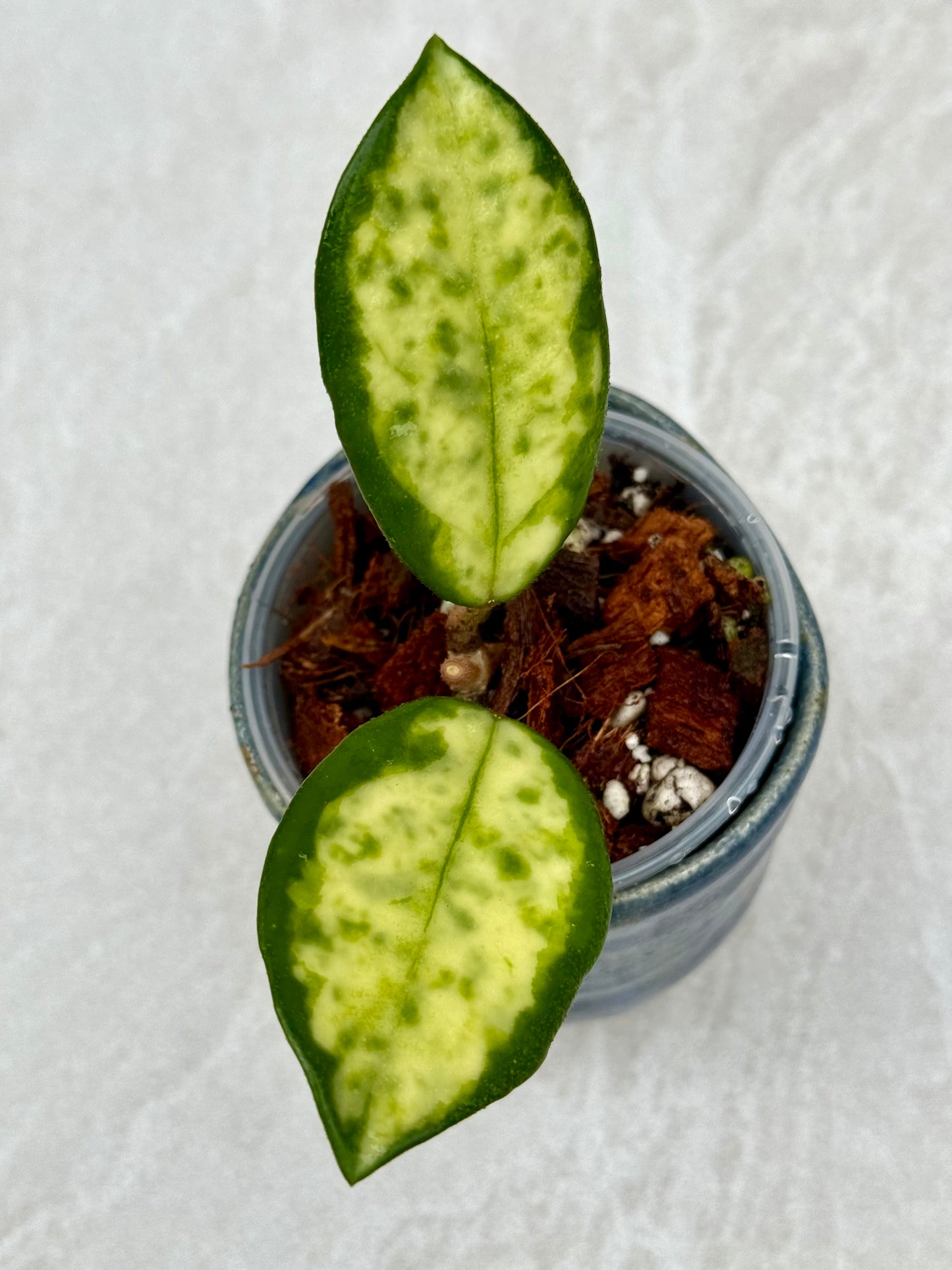 Hoya Madara Green Edge