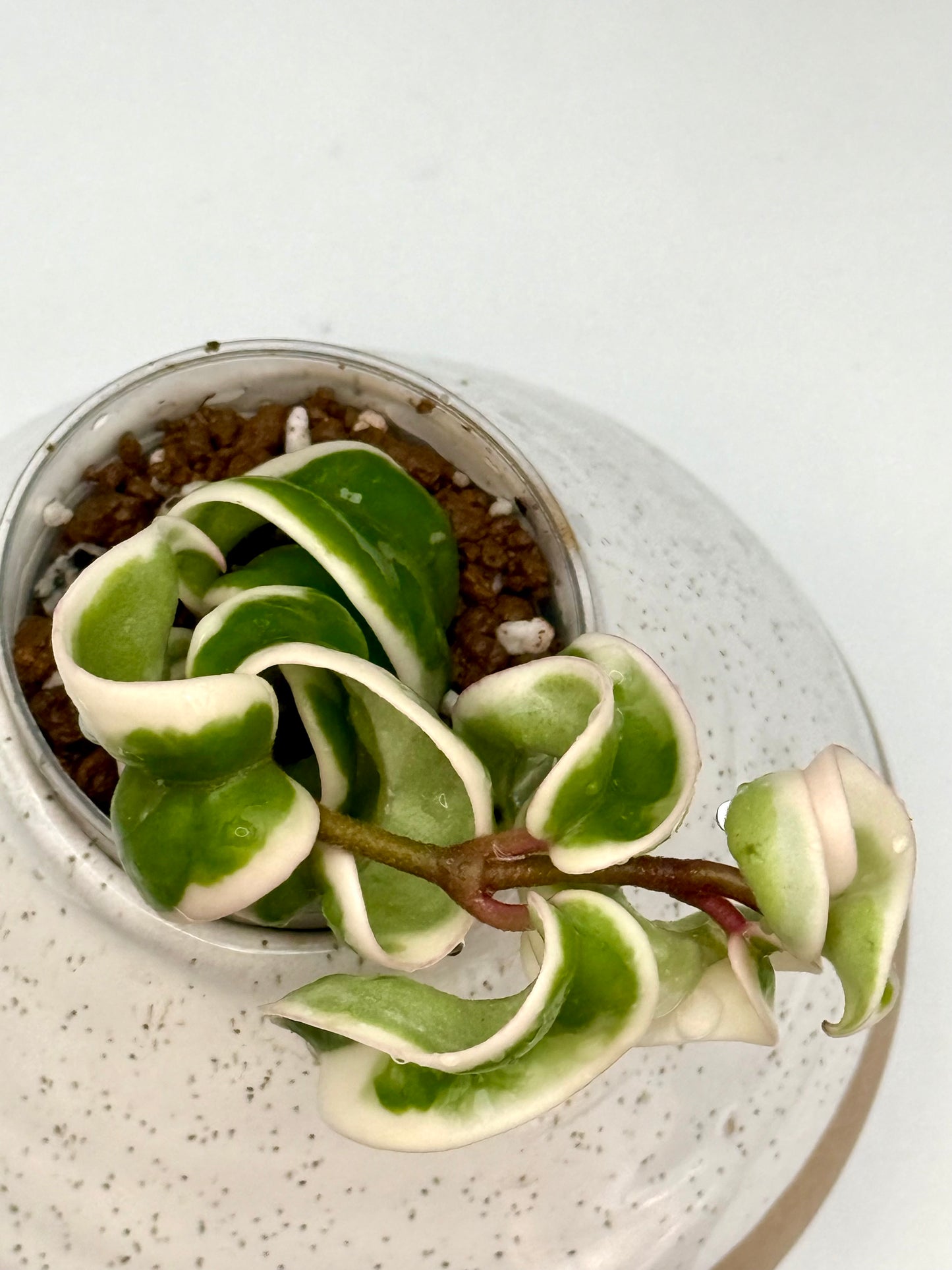 Hoya Compacta Variegated