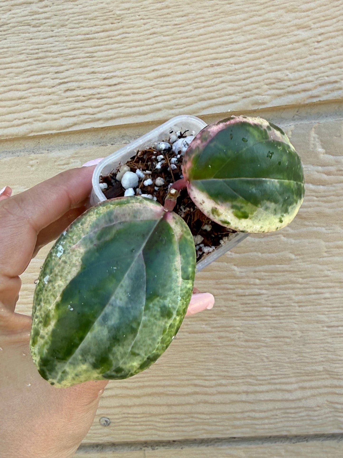 RARE Hoya Swiffer Mirage