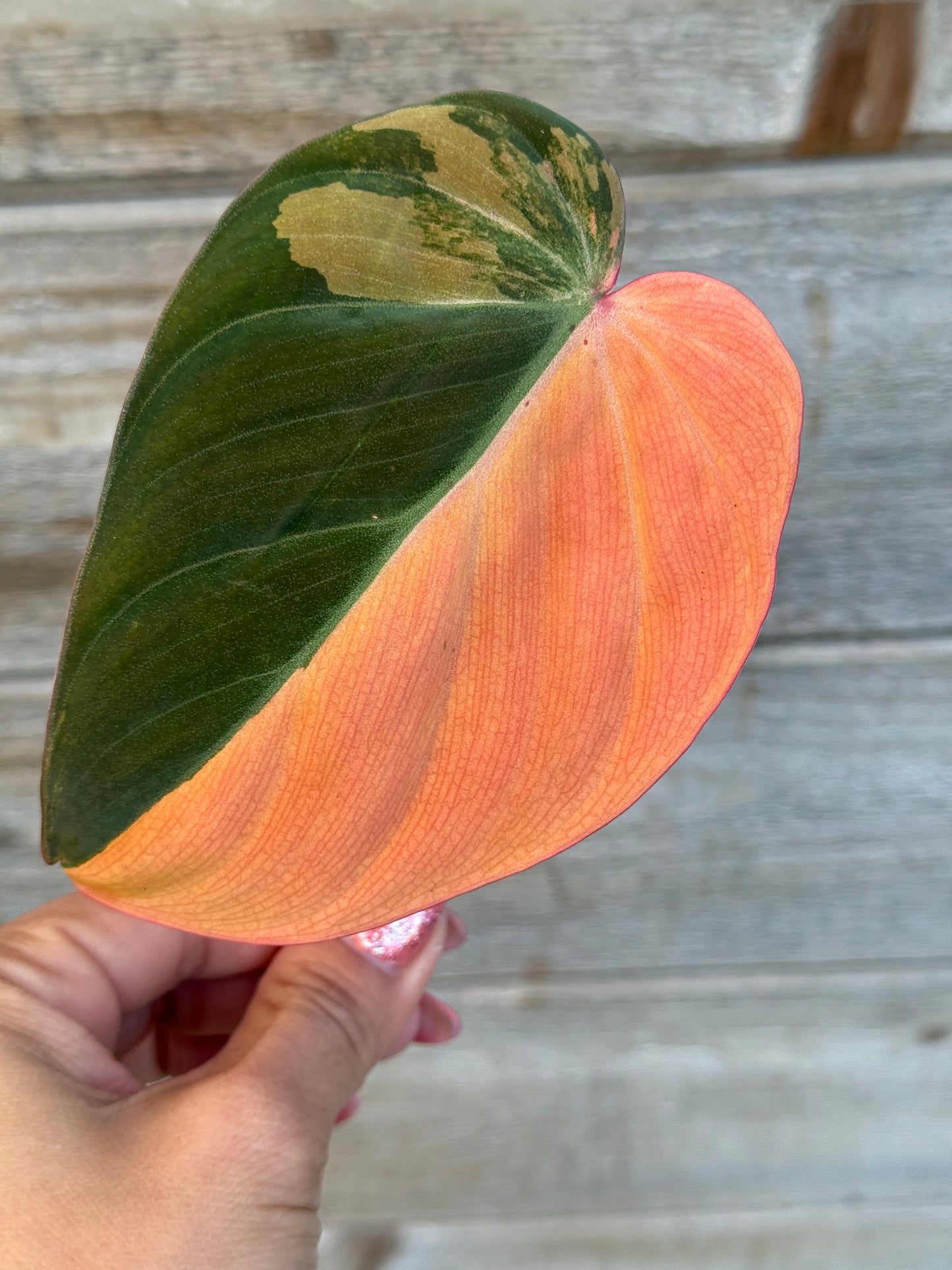 Philodendron Micans Variegated Large Leaves Unrooted Cutting (grower’s choice)