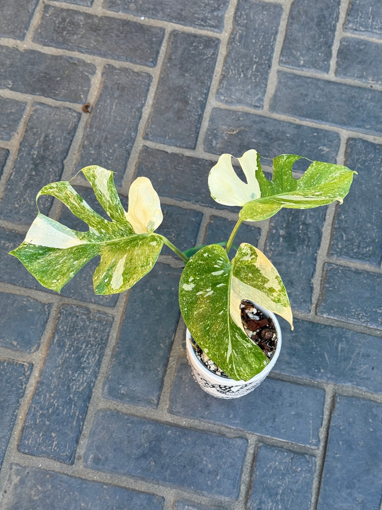 Monstera Thai Constellation ‘Platinum’