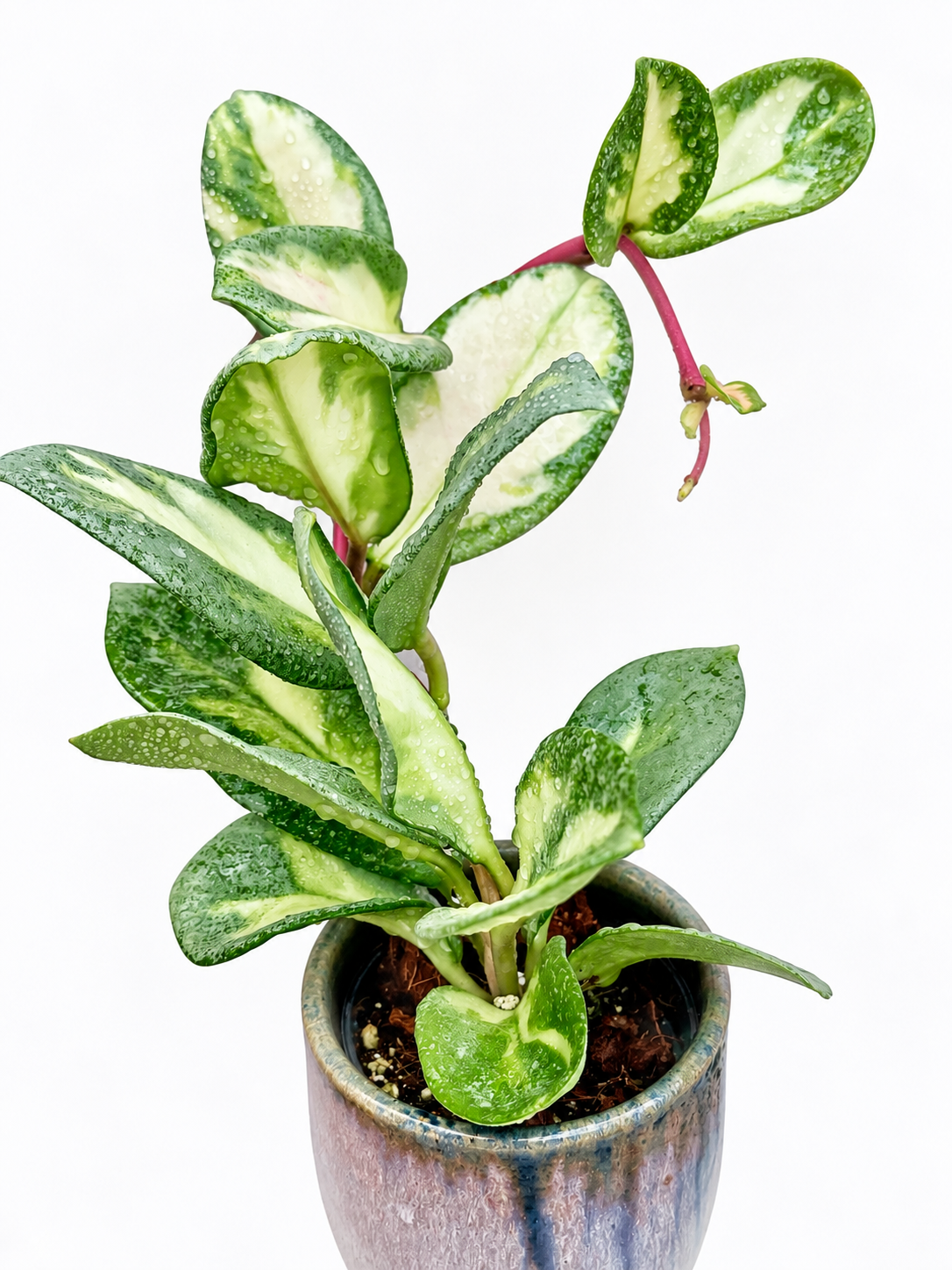 Hoya Carnosa Argentea Princess | Rare Variegated Hoya Unrooted Cutting
