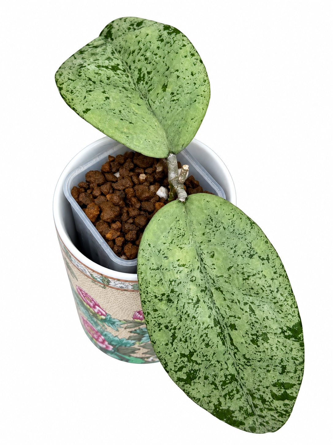 Hoya Ponorogo Silver – Rare Hoya Exact Rooted Plant