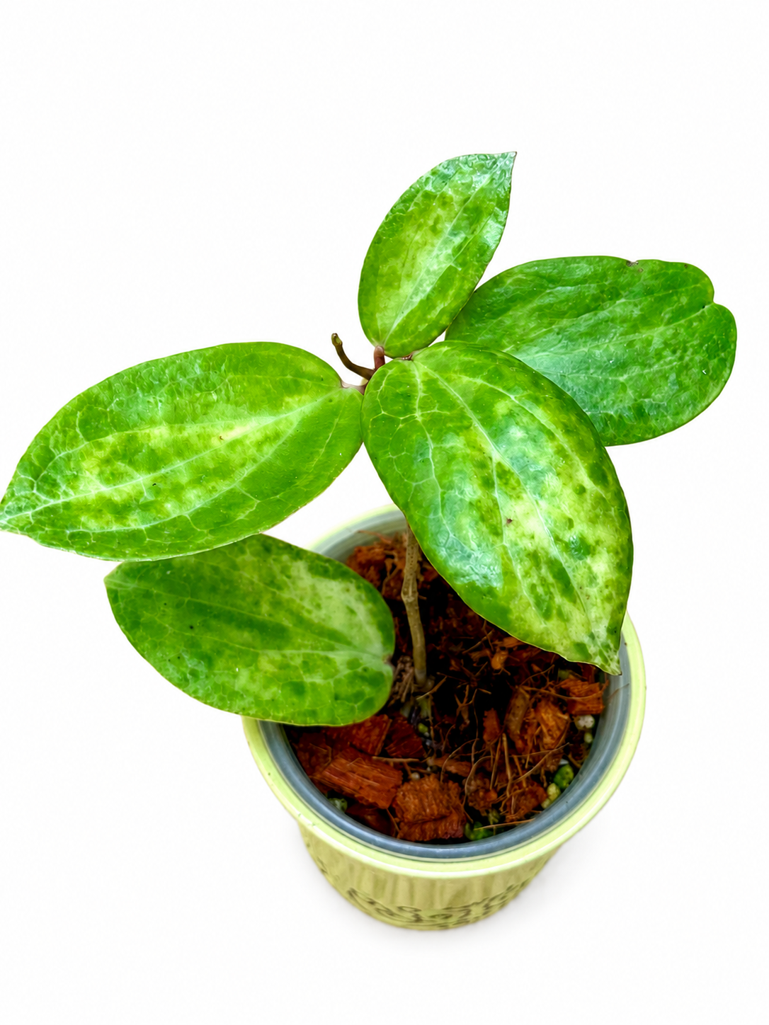 Hoya Crocodile High Variegation