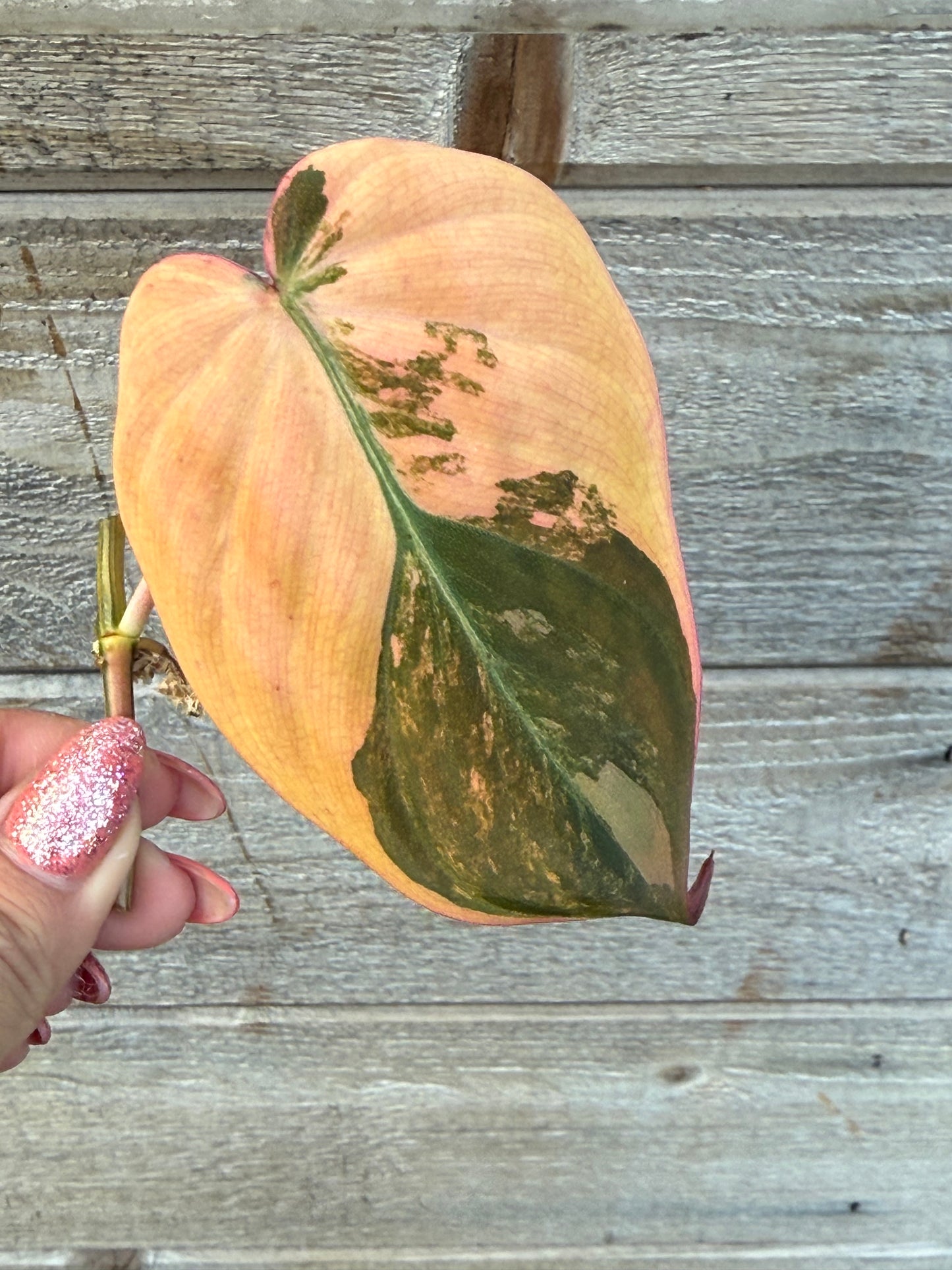Philodendron Micans Variegated Large Leaves Unrooted Cutting (grower’s choice)