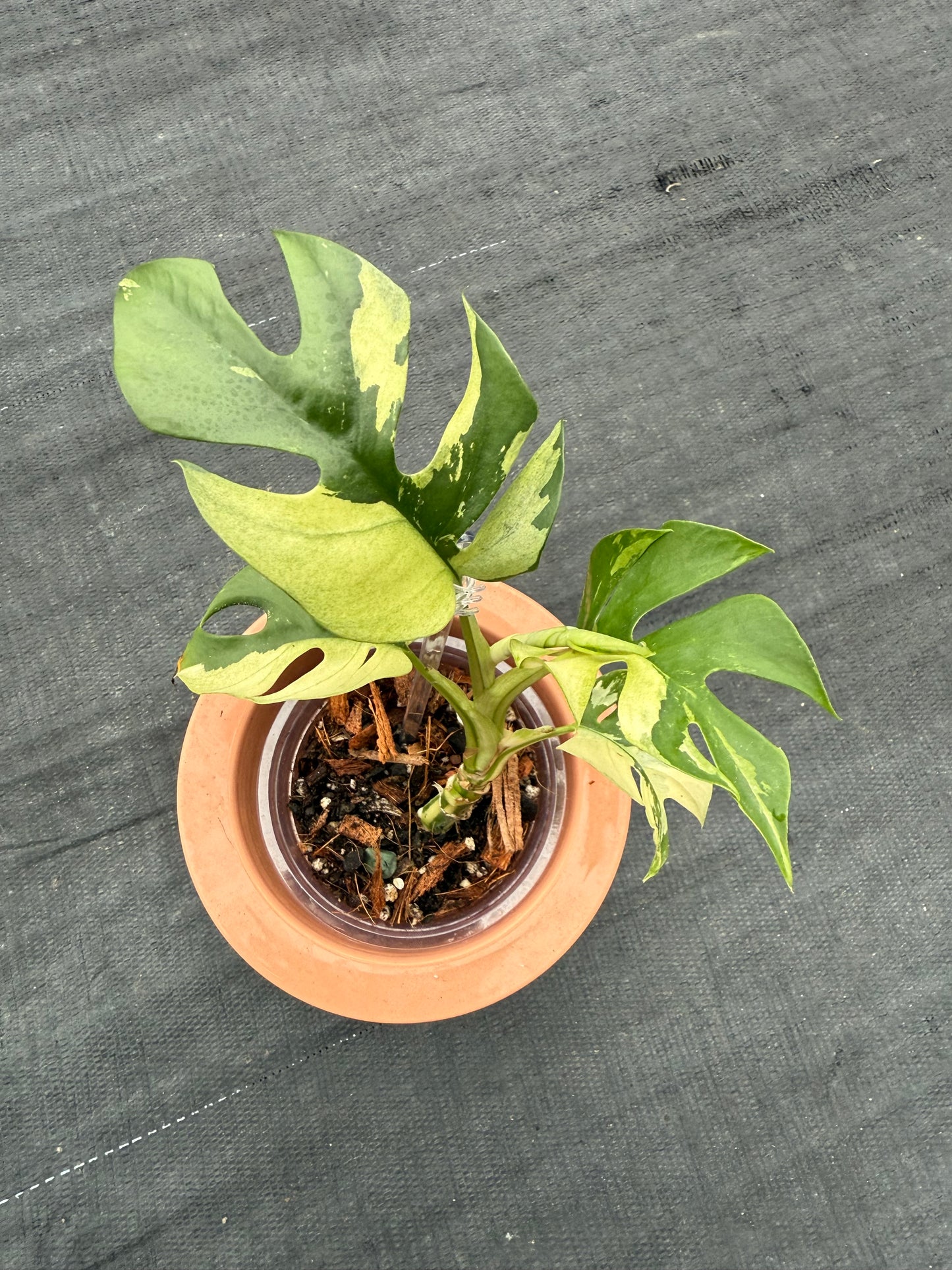Rhaphidophora Tetrasperma Variegated