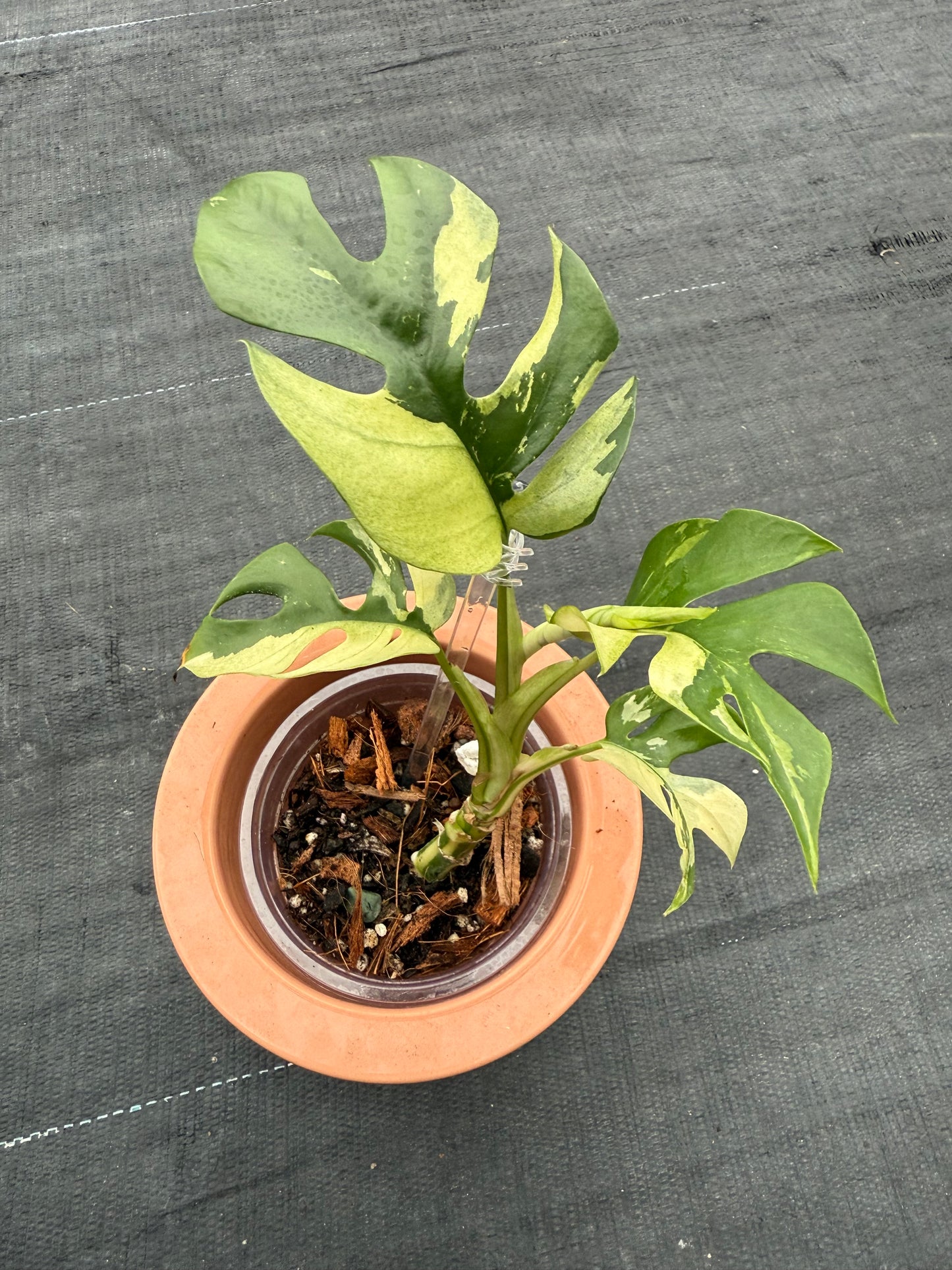 Rhaphidophora Tetrasperma Variegated