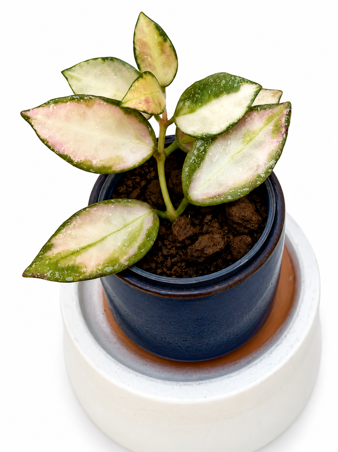 Hoya Nabawanensis Variegated