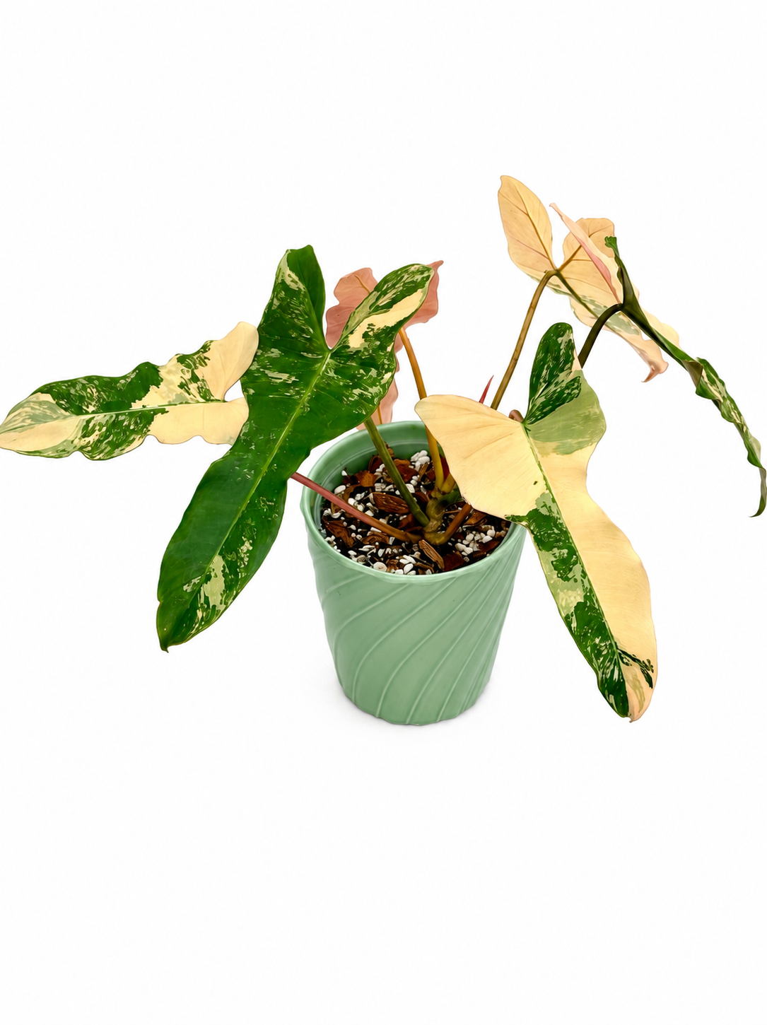 Philodendron Brown Beauty | Black Billietiae × Florida Beauty