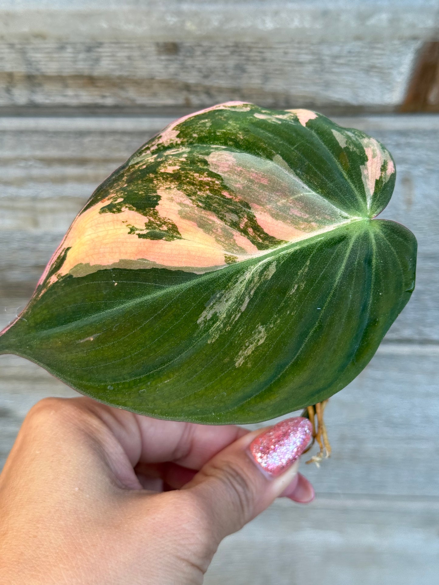 Philodendron Micans Variegated Large Leaves Unrooted Cutting (grower’s choice)