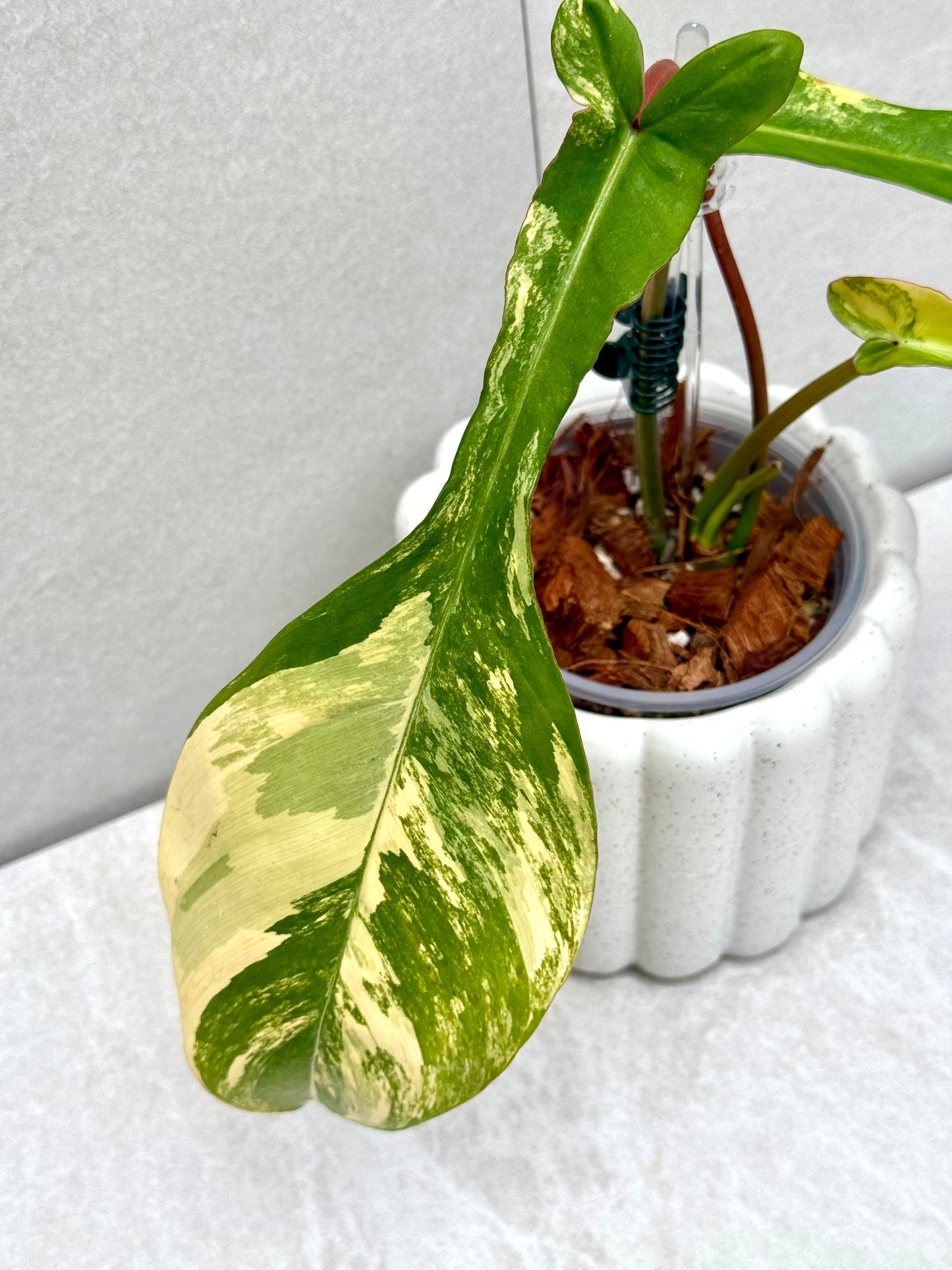 Philodendron Joepii Variegated