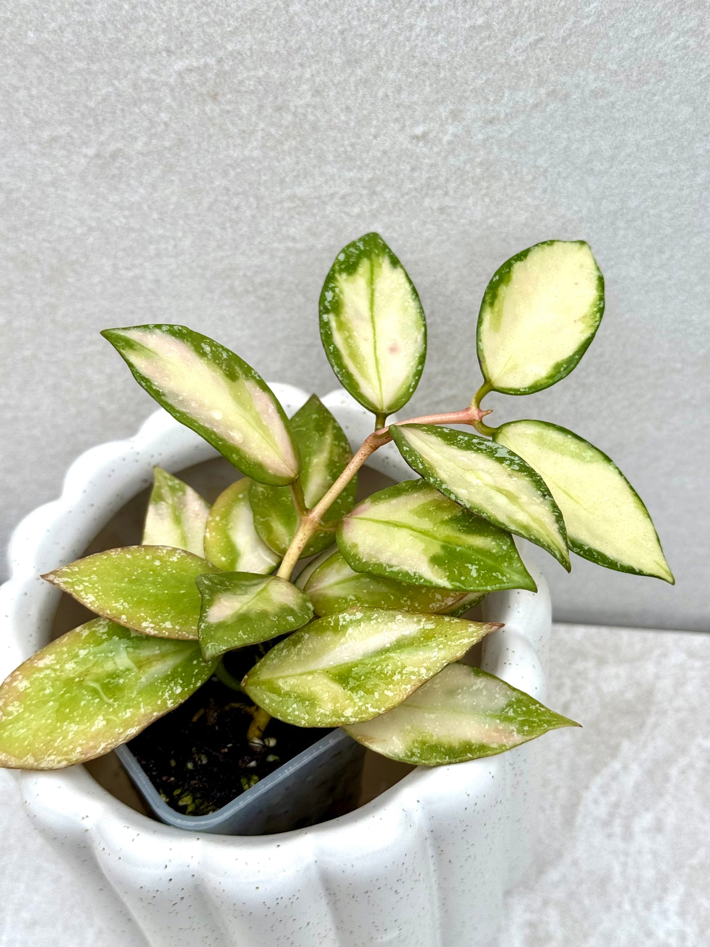 Hoya Nabawanensis variegated unrooted cutting (1 node, 2 leaves - growerâs choice