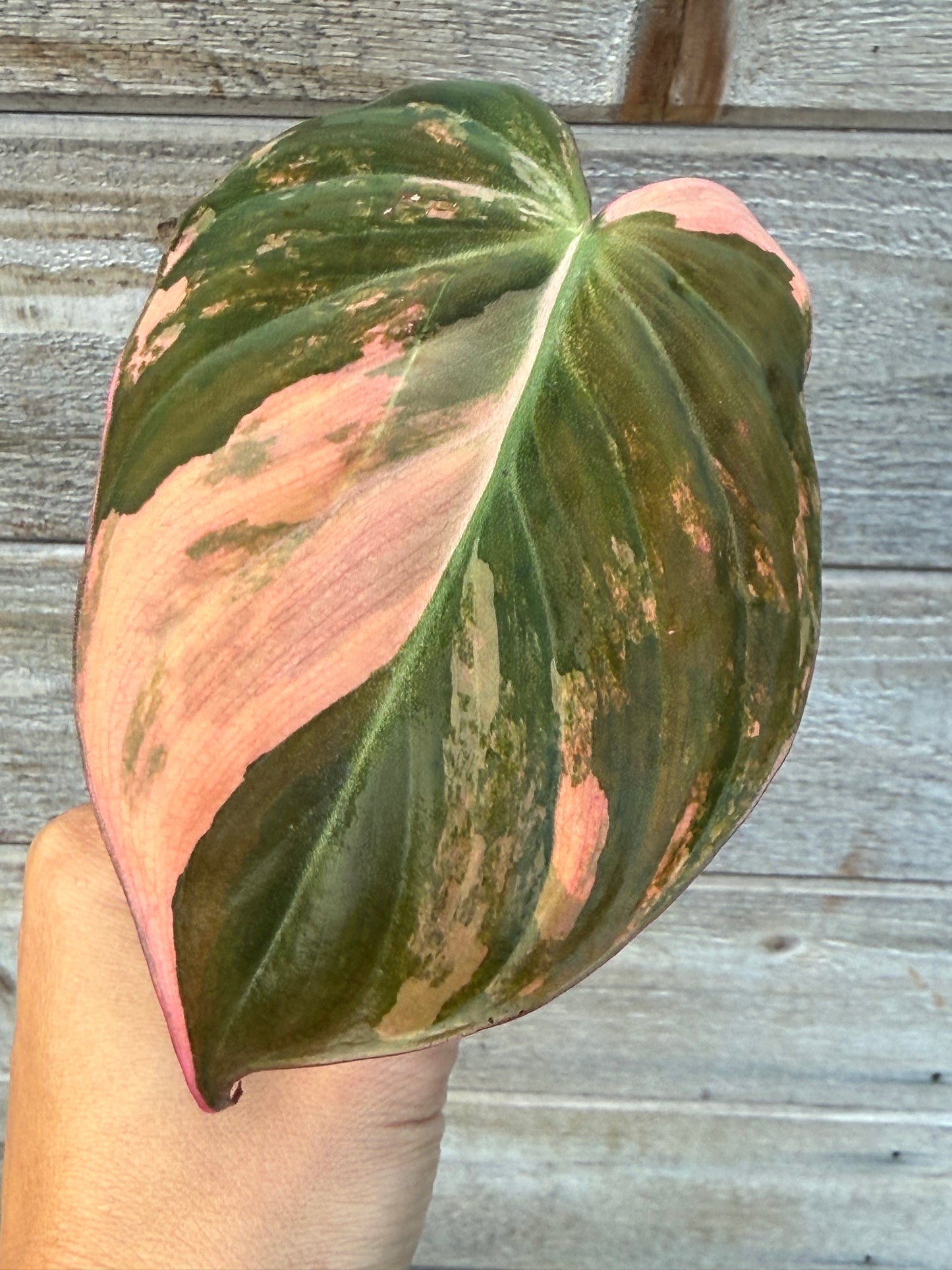Philodendron Micans Variegated Large Leaves Unrooted Cutting (grower’s choice)