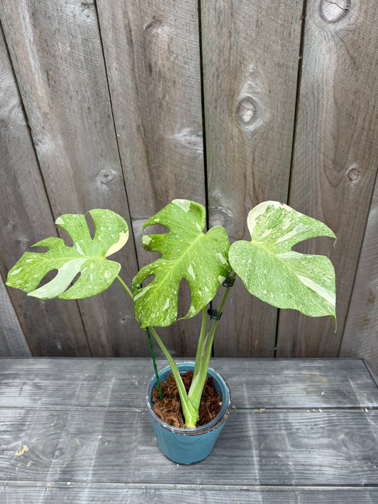 Monstera Thai Constellation ‘Platinum’
