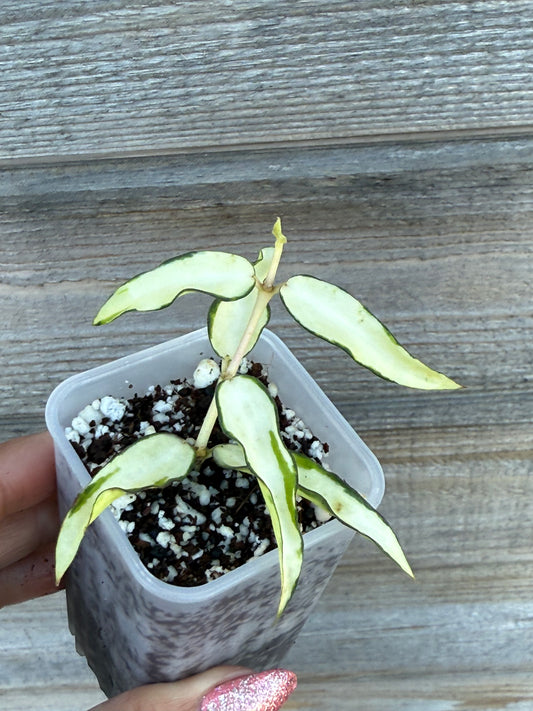 RARE Hoya Burmanica Variegated
