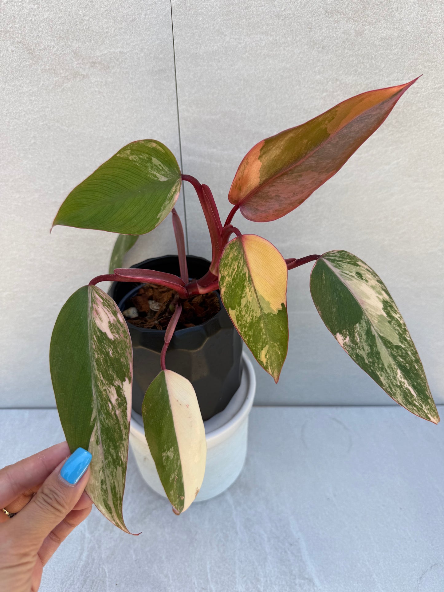 Philodendron Strawberry Shake