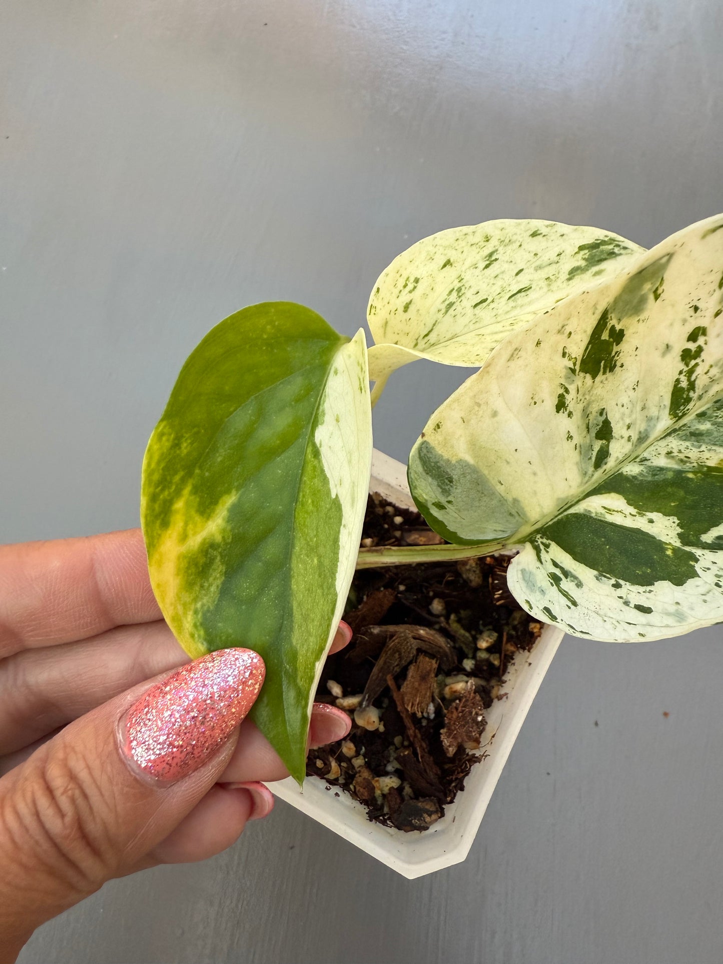 Rare White Sport Golden AKA "Scrambled Egg Epipremnum Aureum"