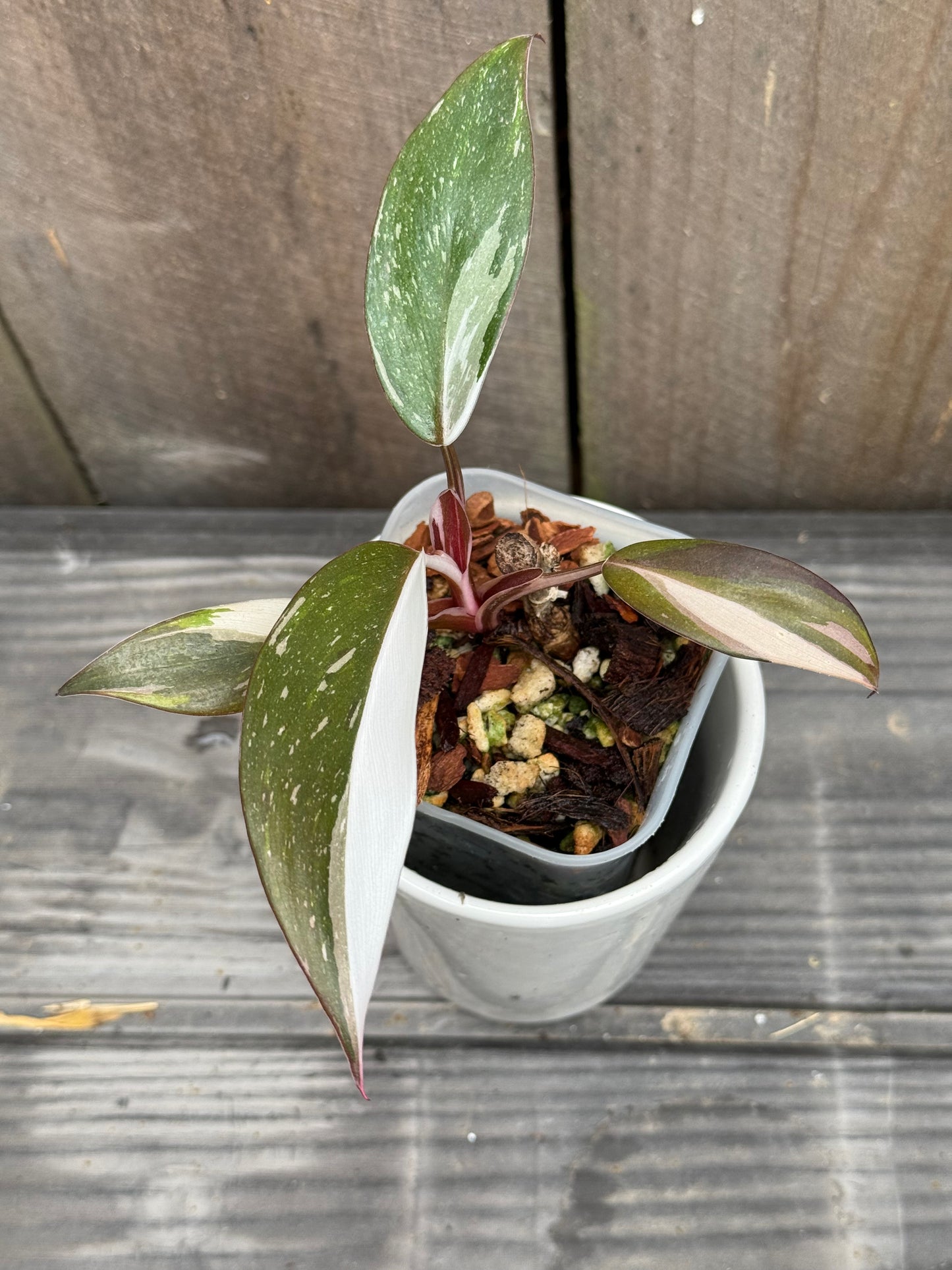 Philodendron Red Anderson
