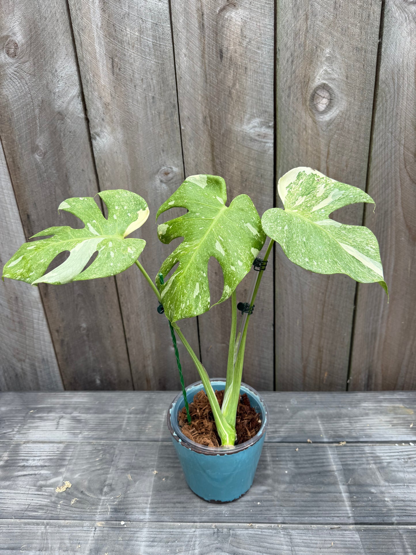 Monstera Thai Constellation ‘Platinum’
