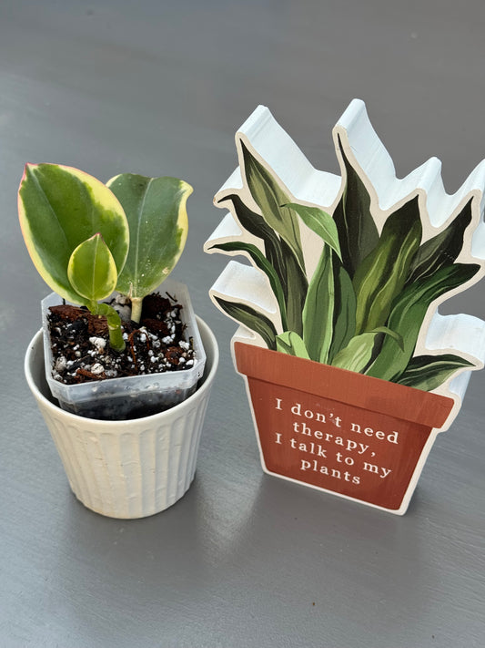 Hoya Pachyclada Variegated