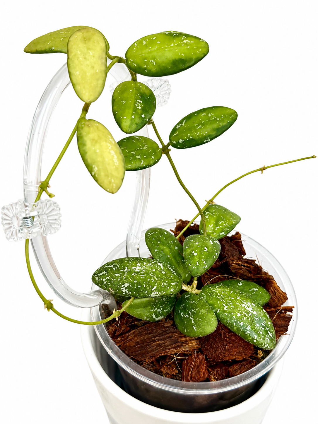 Hoya VL9 Variegated Unrooted Cutting (grower’s choice) (Copy)