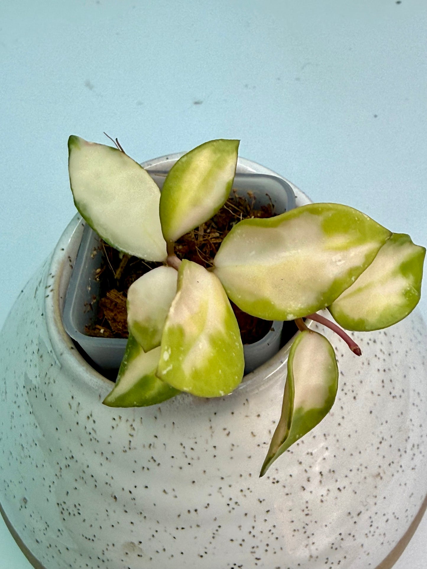 Hoya Lacunosa Minara Variegated