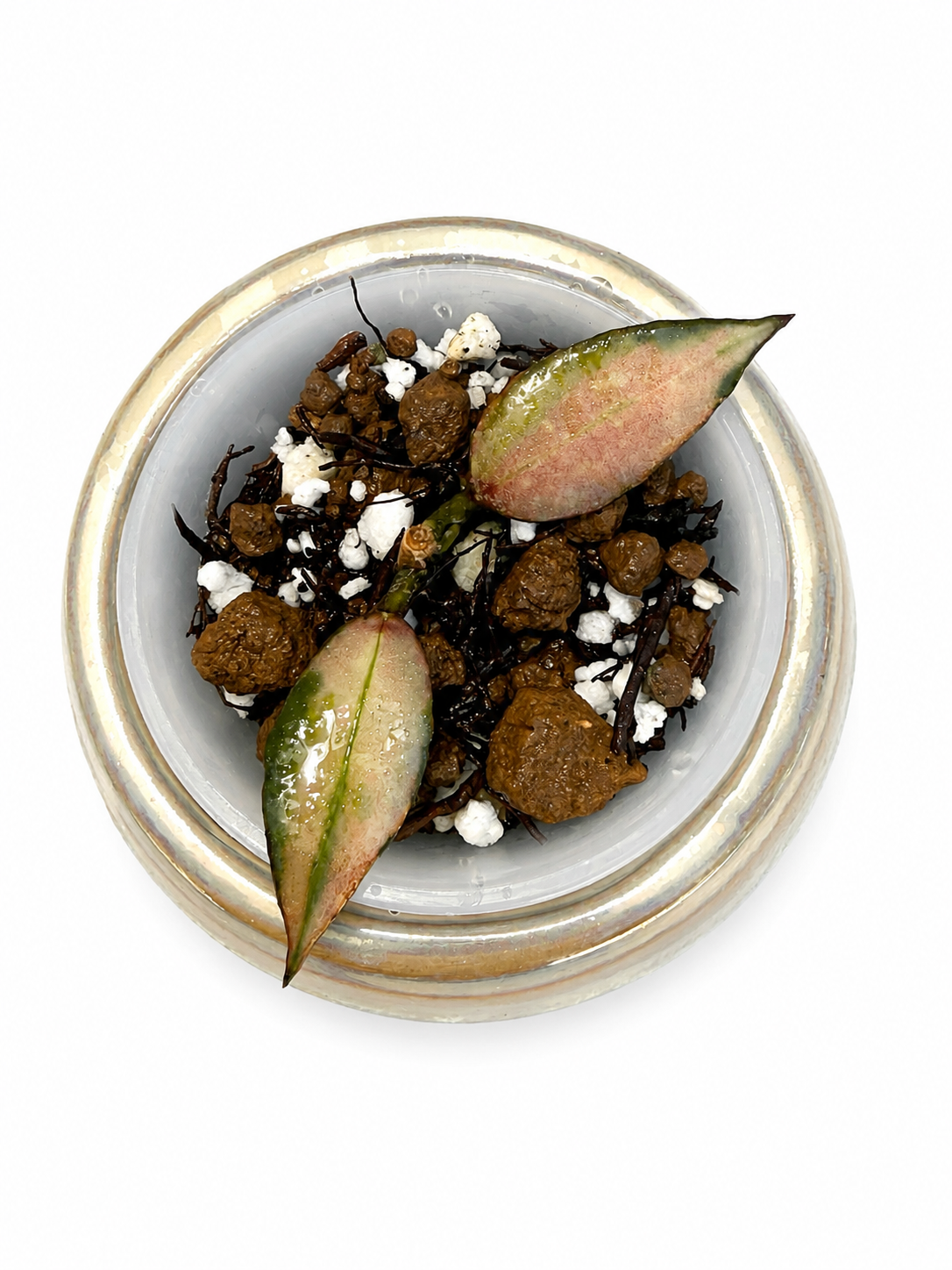 Hoya Red Bruno