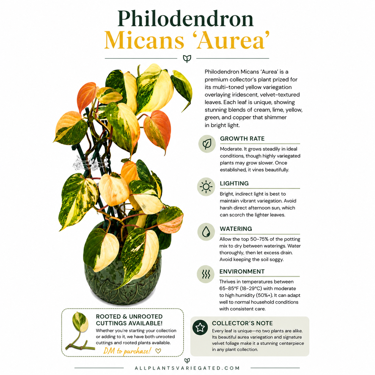 Philodendron Micans Variegated Unrooted Cutting (grower’s choice)