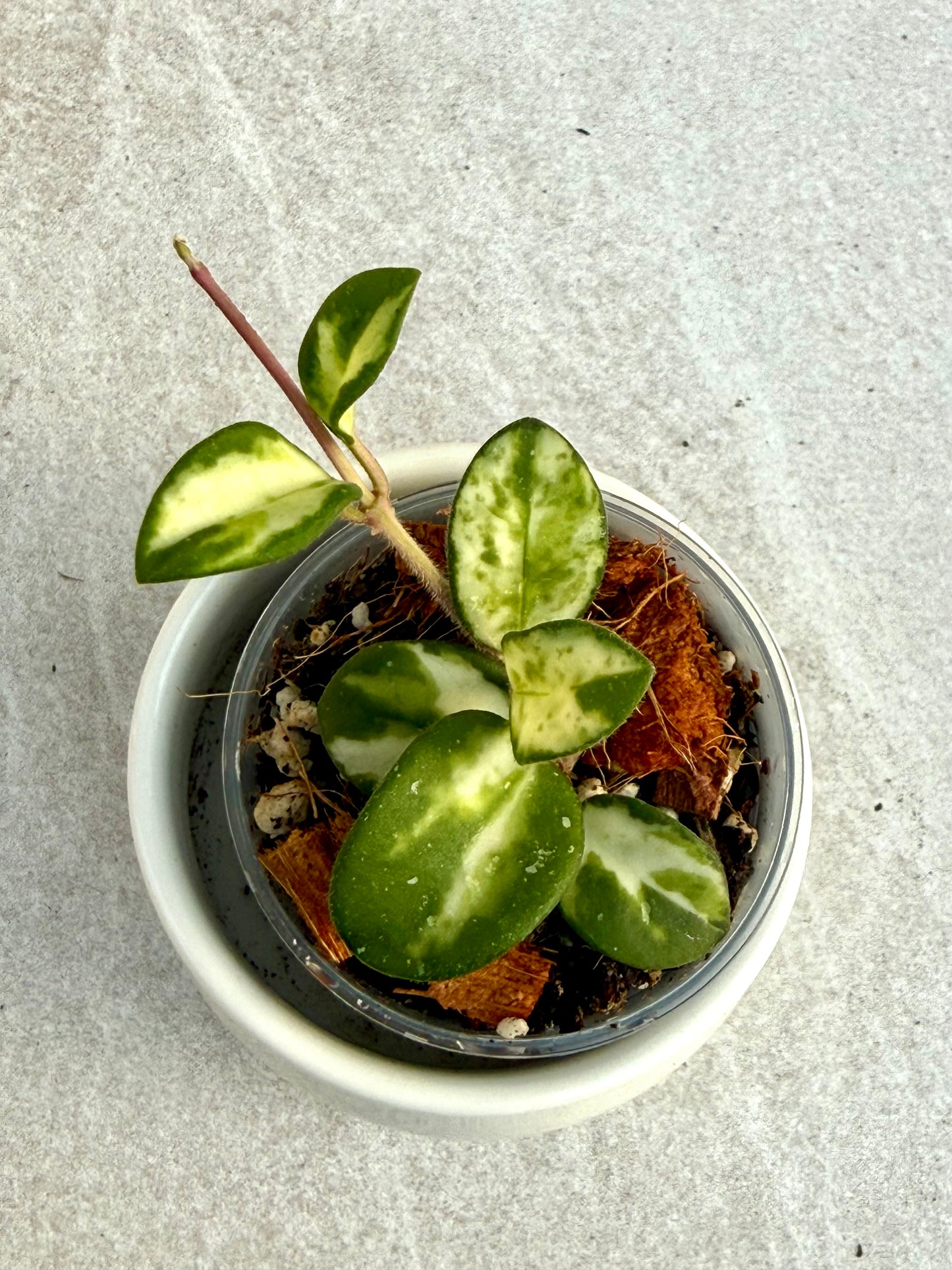 Hoya Mathilde Variegated