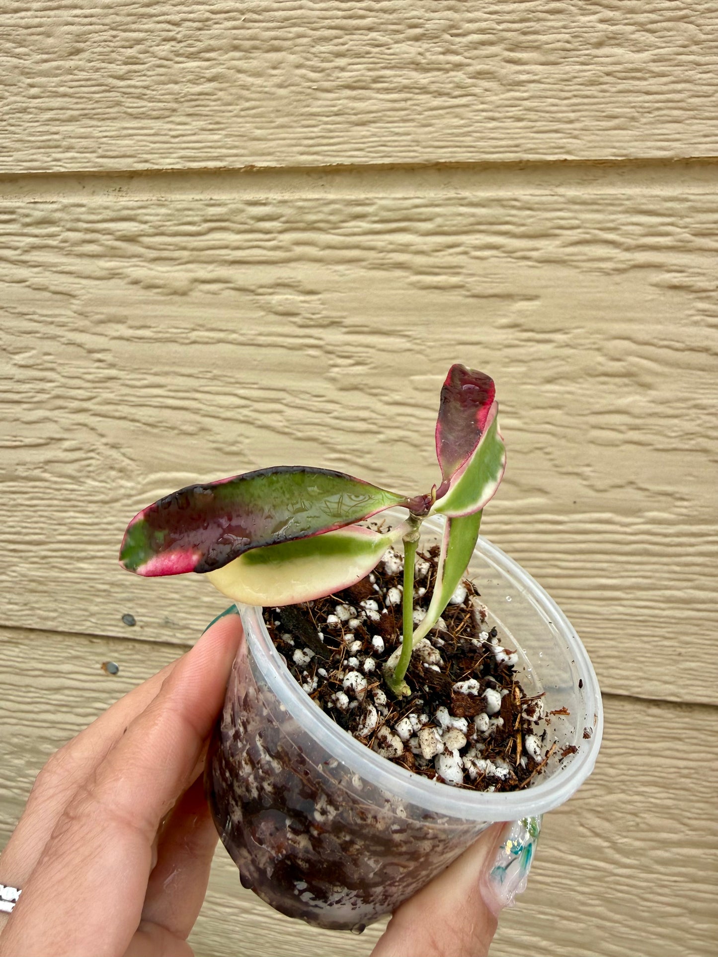 Hoya Kentiana Lori Lyn