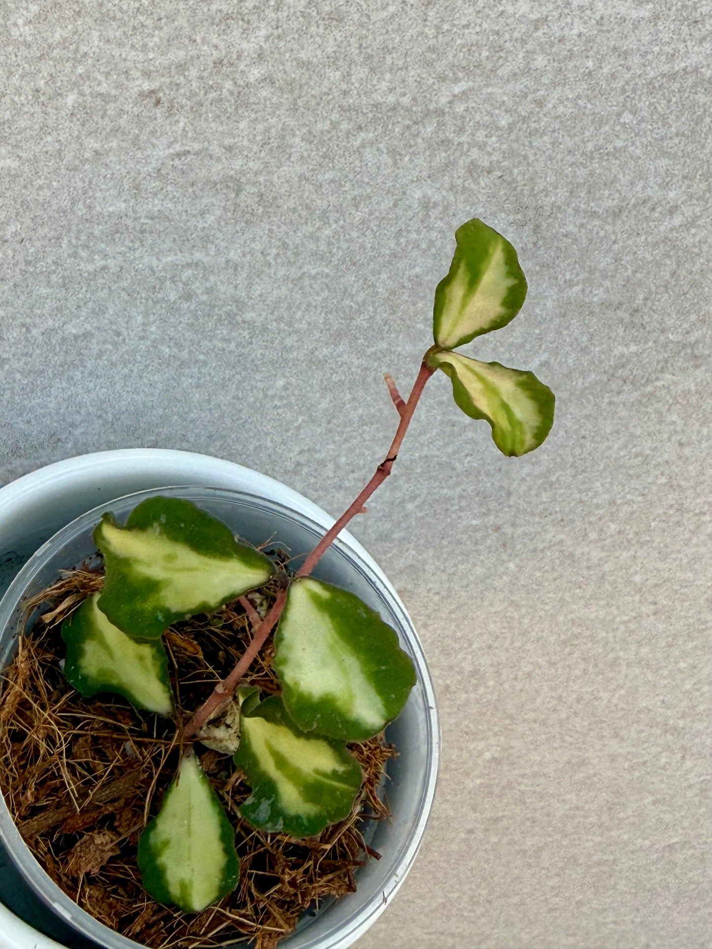 Hoya Kanyakumarian Variegated