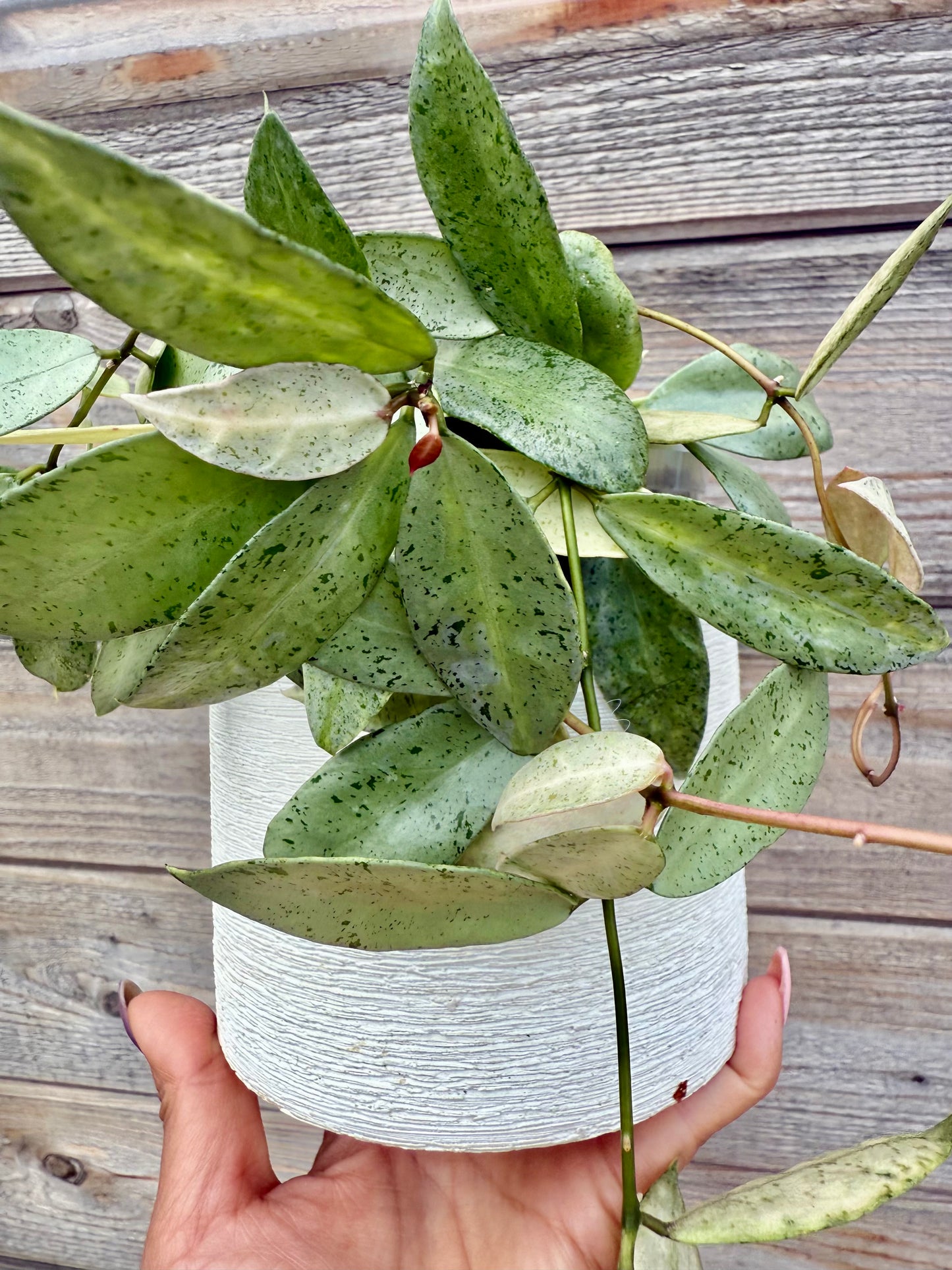 Hoya Winter Pandora Cutting (grower’s choice)