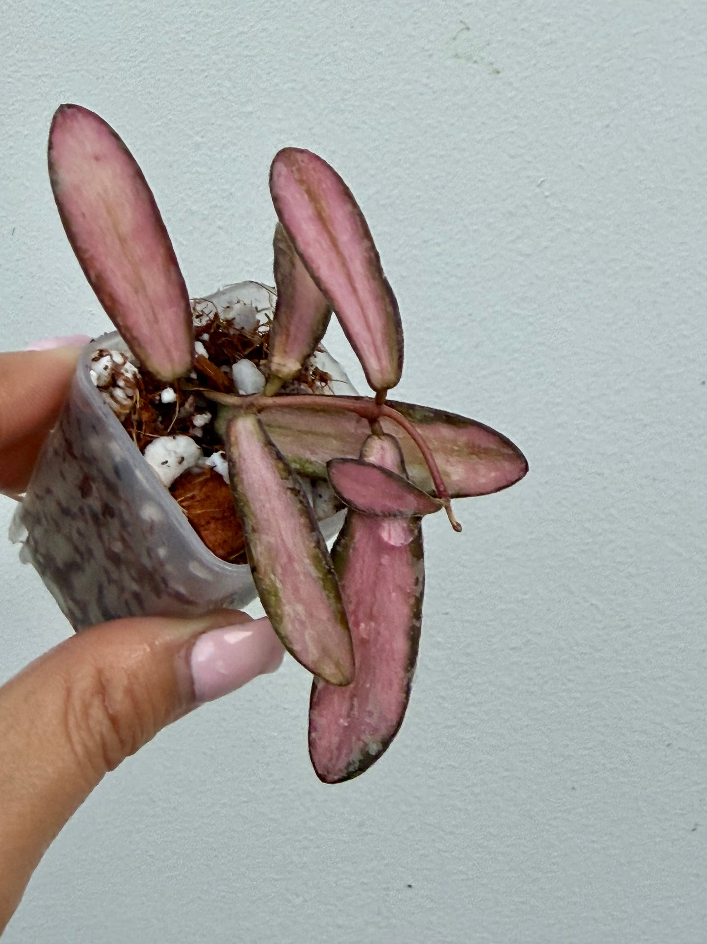 Hoya Sigillatis inner variegated