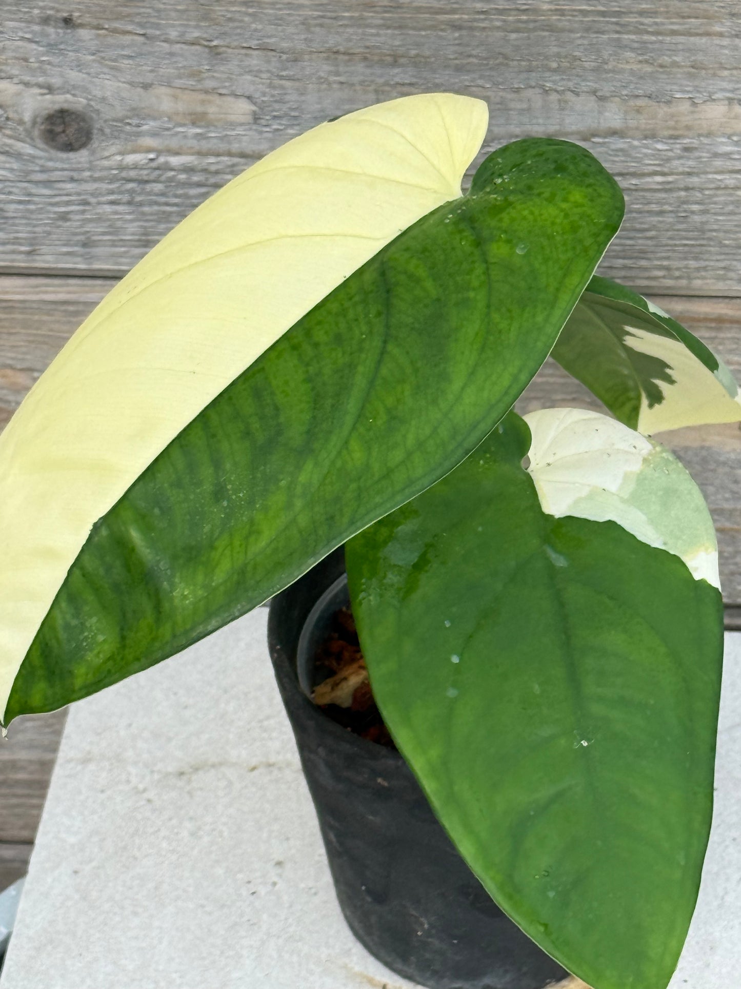 Syngonium Chiapense Variegated