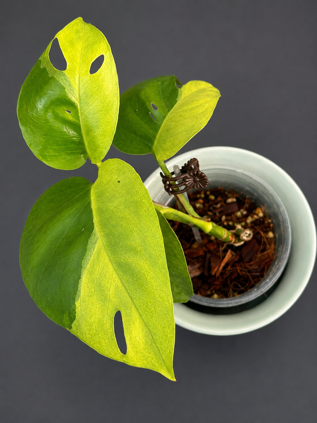 Epipremnum pinnatum 'Phuket'