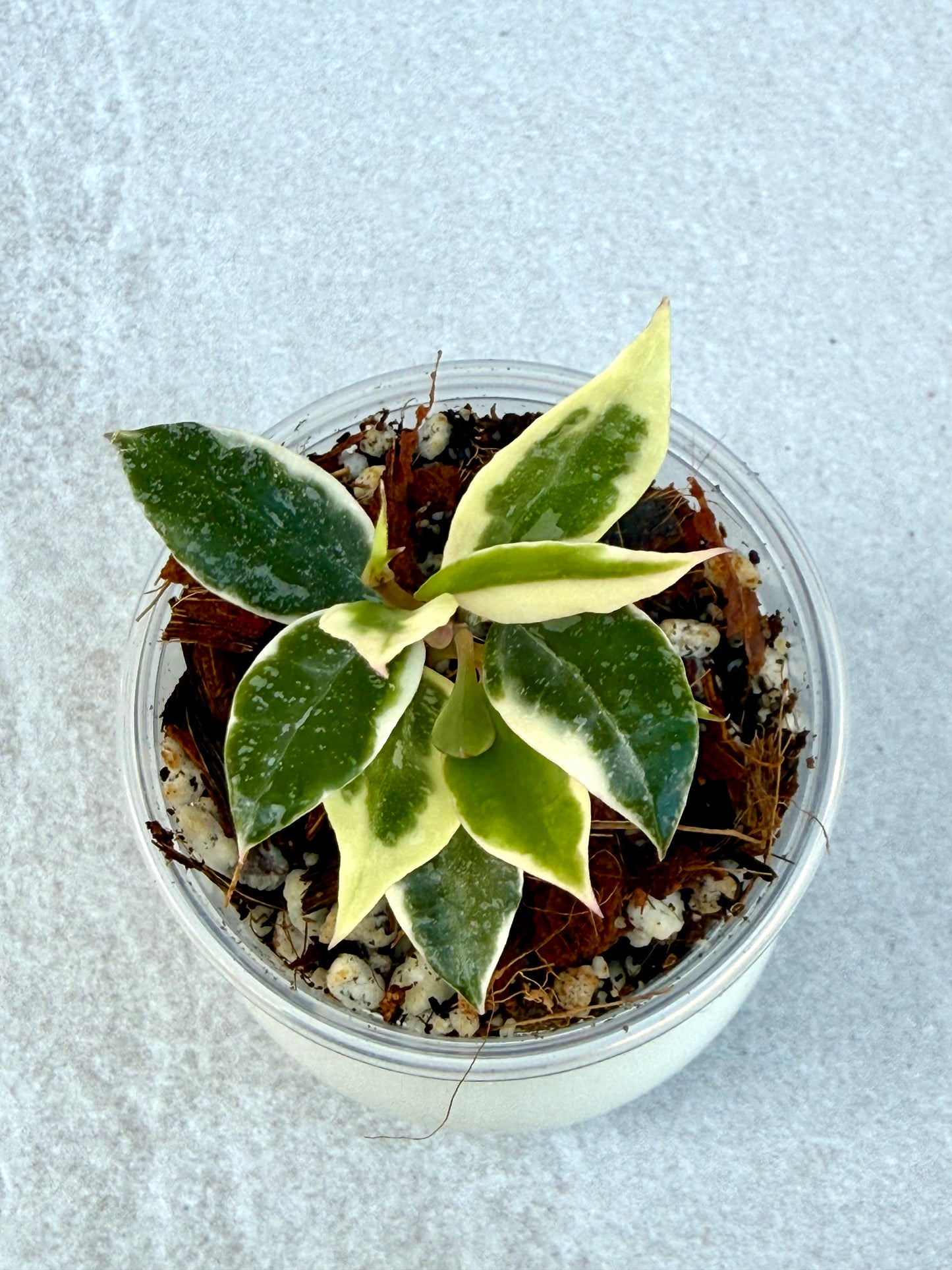 RARE Hoya Lacunosa Princess Lumina