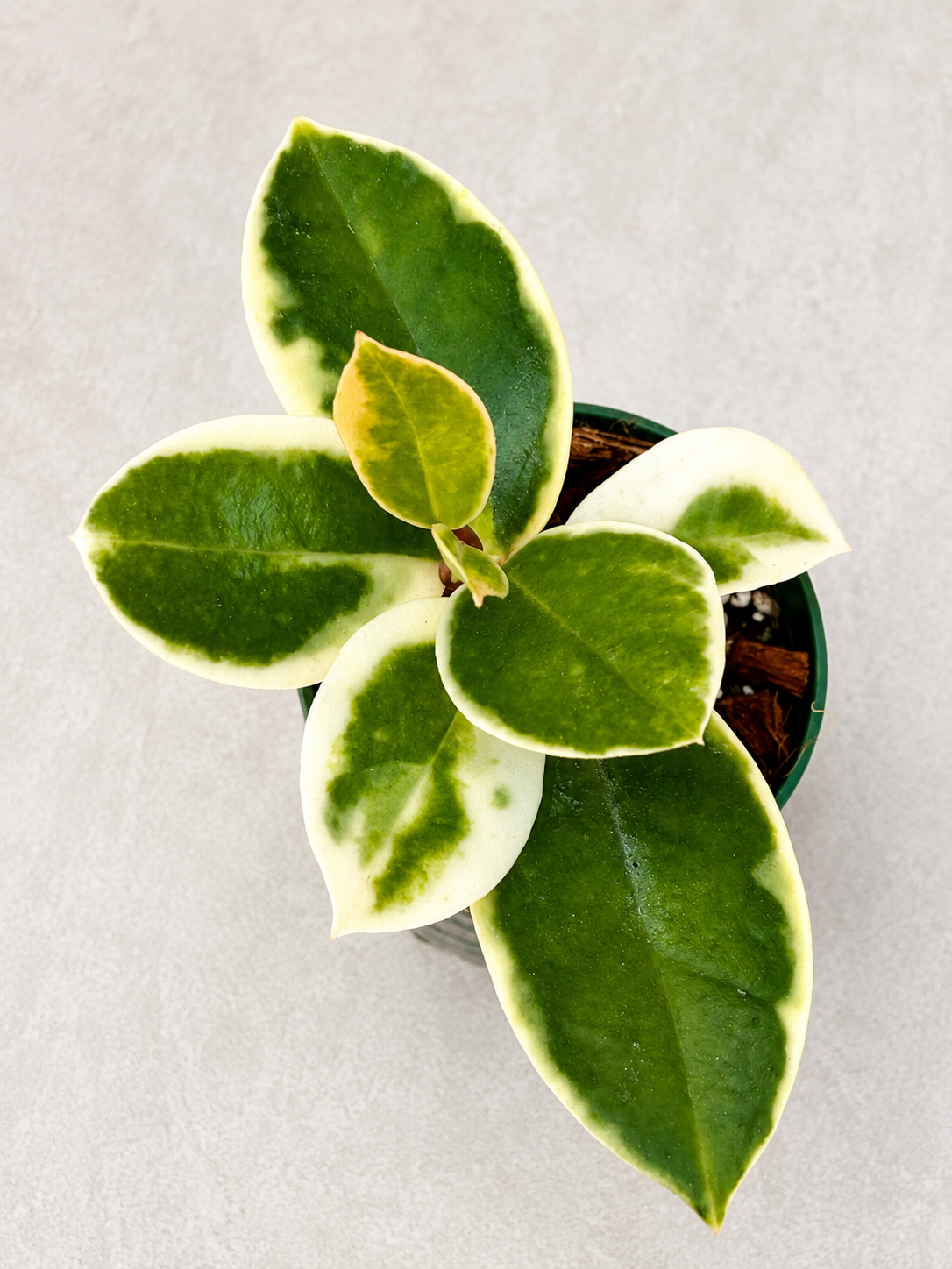 Hoya Carnosa Madara Snow Angel | Rooted Rare Variegated Hoya